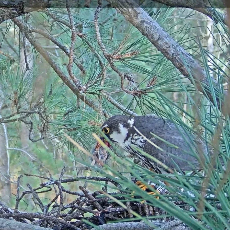 Hobby with prey in a pine tree