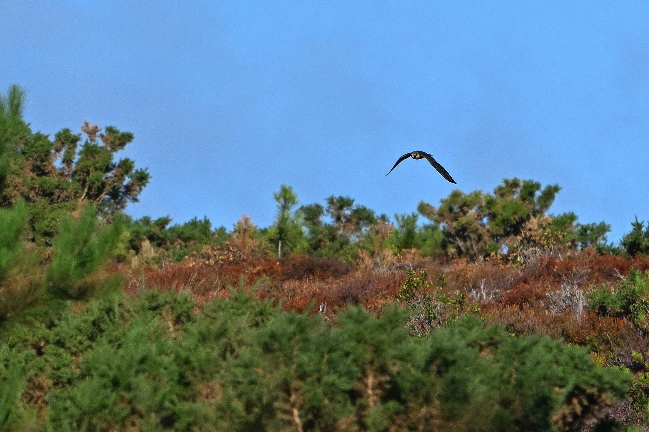 Hobby in flight over heath
