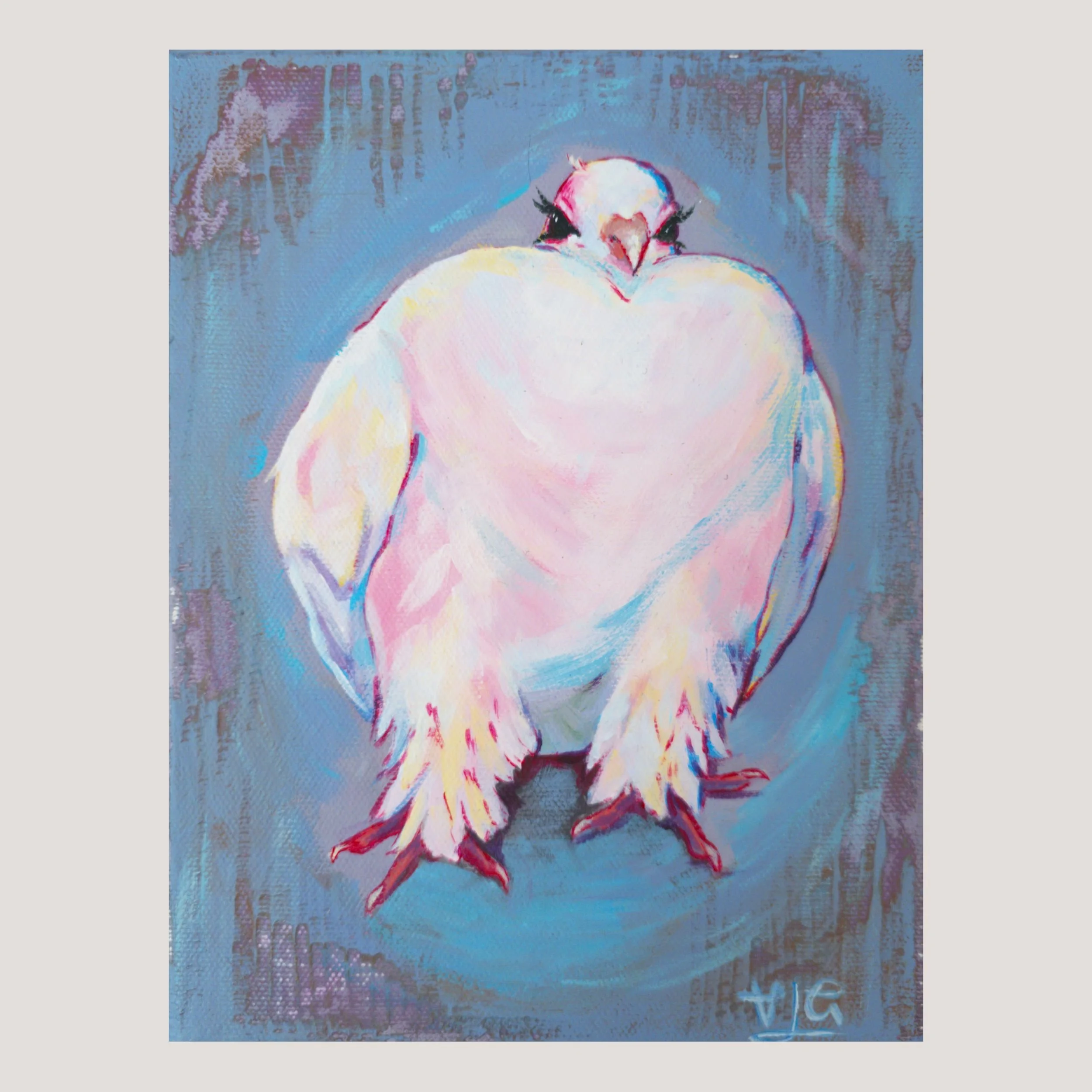 fancy pigeon.jpg