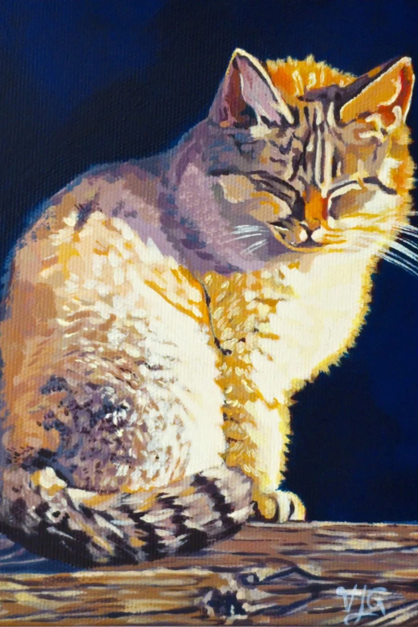 sunny cat web border.jpg