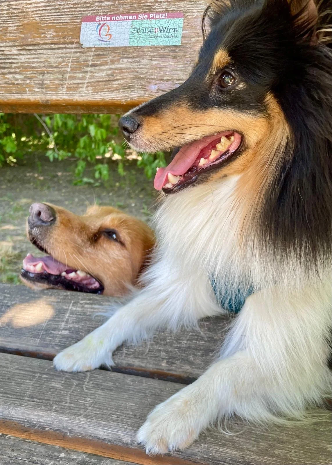 Zwei glückliche Hunde, einer mit langem Fell und schwarzer und brauner Fellzeichnung, der andere mit kurzem goldenem Fell, liegen auf einer Holzbank im Freien, mit grünen Blättern im Hintergrund.
