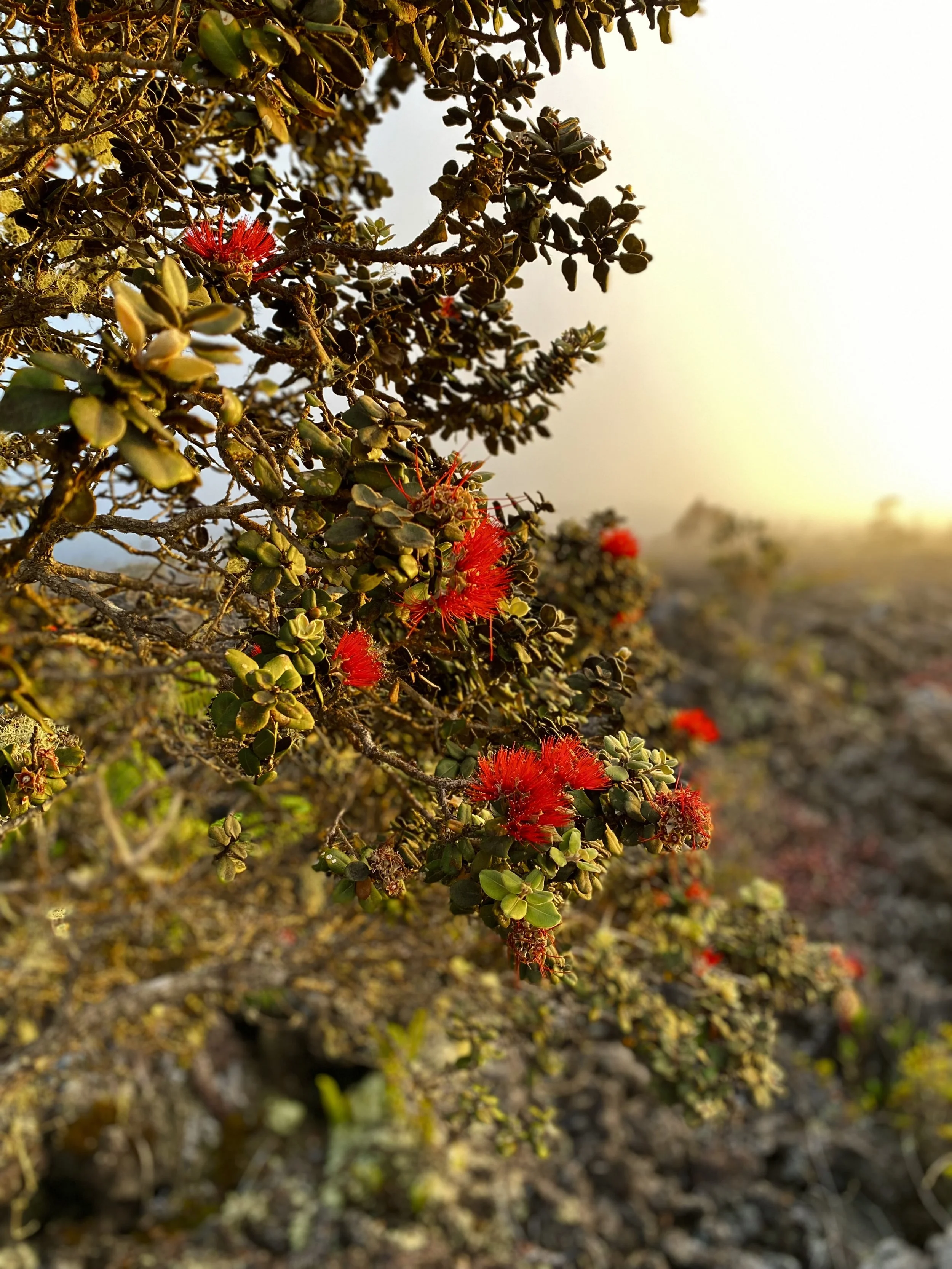Ohia Lehua Big Island Hawaii