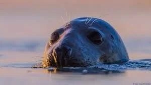 A close-up of a seal's head peeking out of water at sunset.