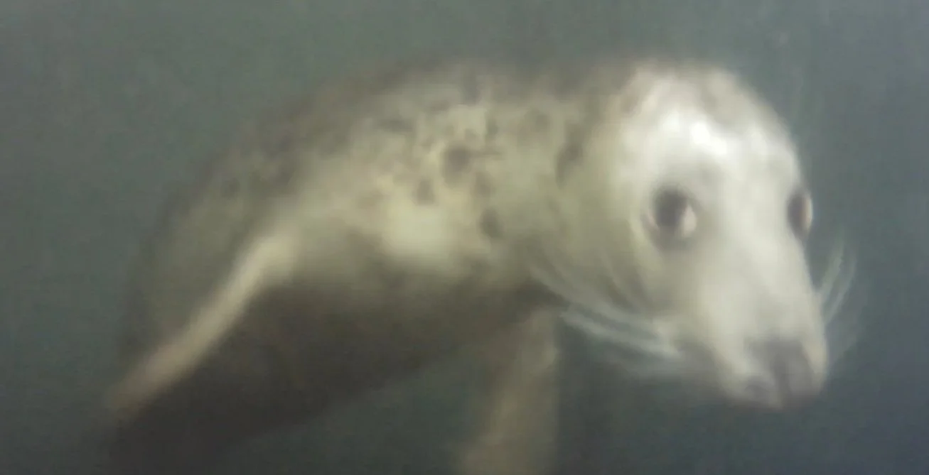 joe the seal spotted during monopile inspection