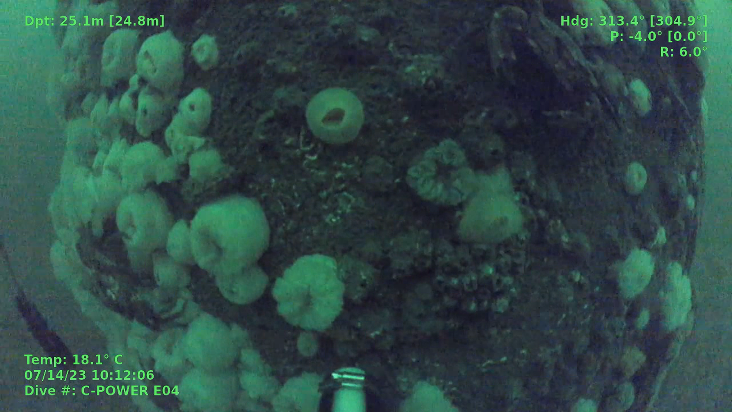 Underwater view of a rocky surface covered with white encrusting organisms, possibly coral or sponge, with various shapes and sizes.