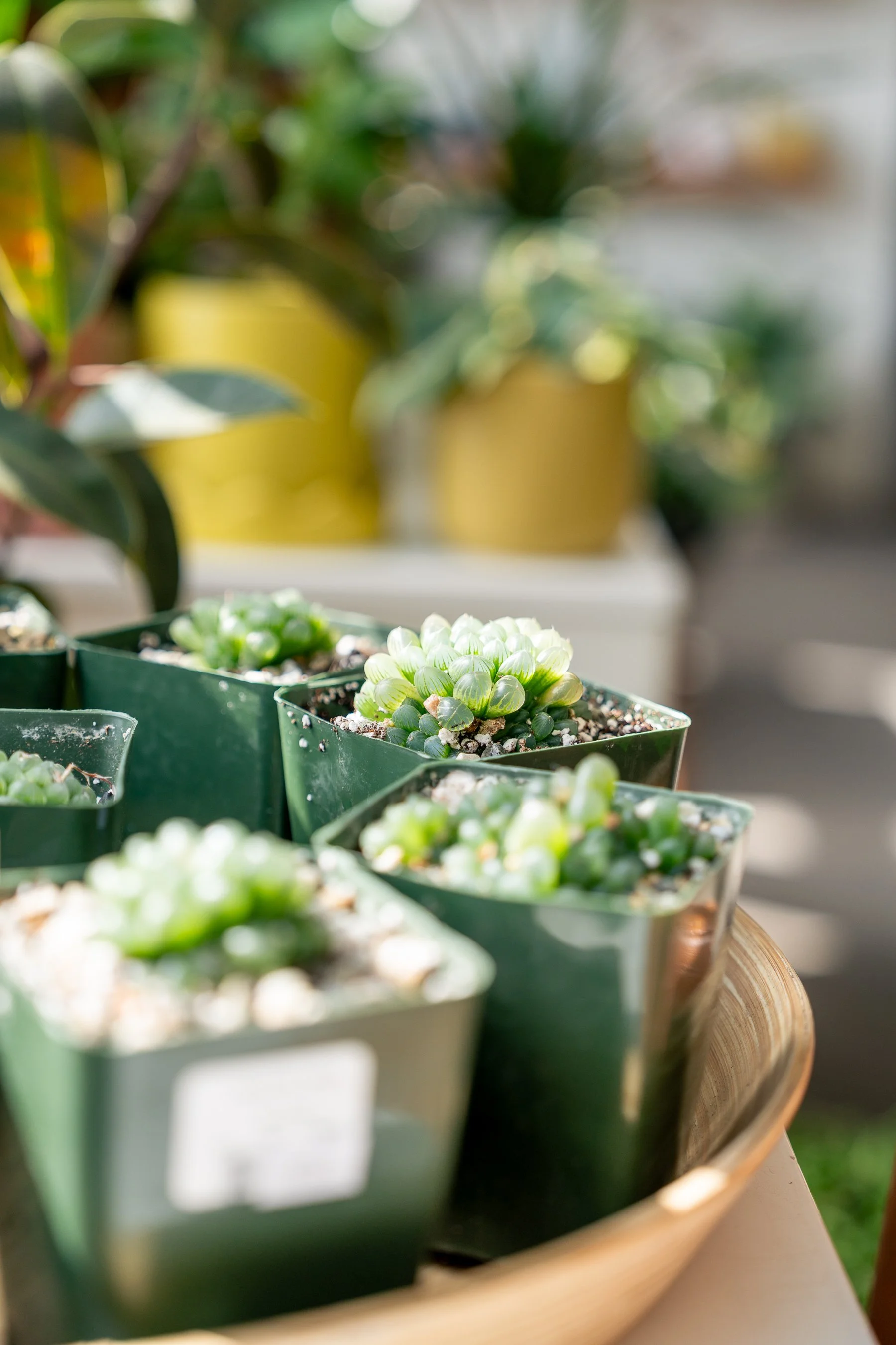 That Feeling Co.-18.jpg