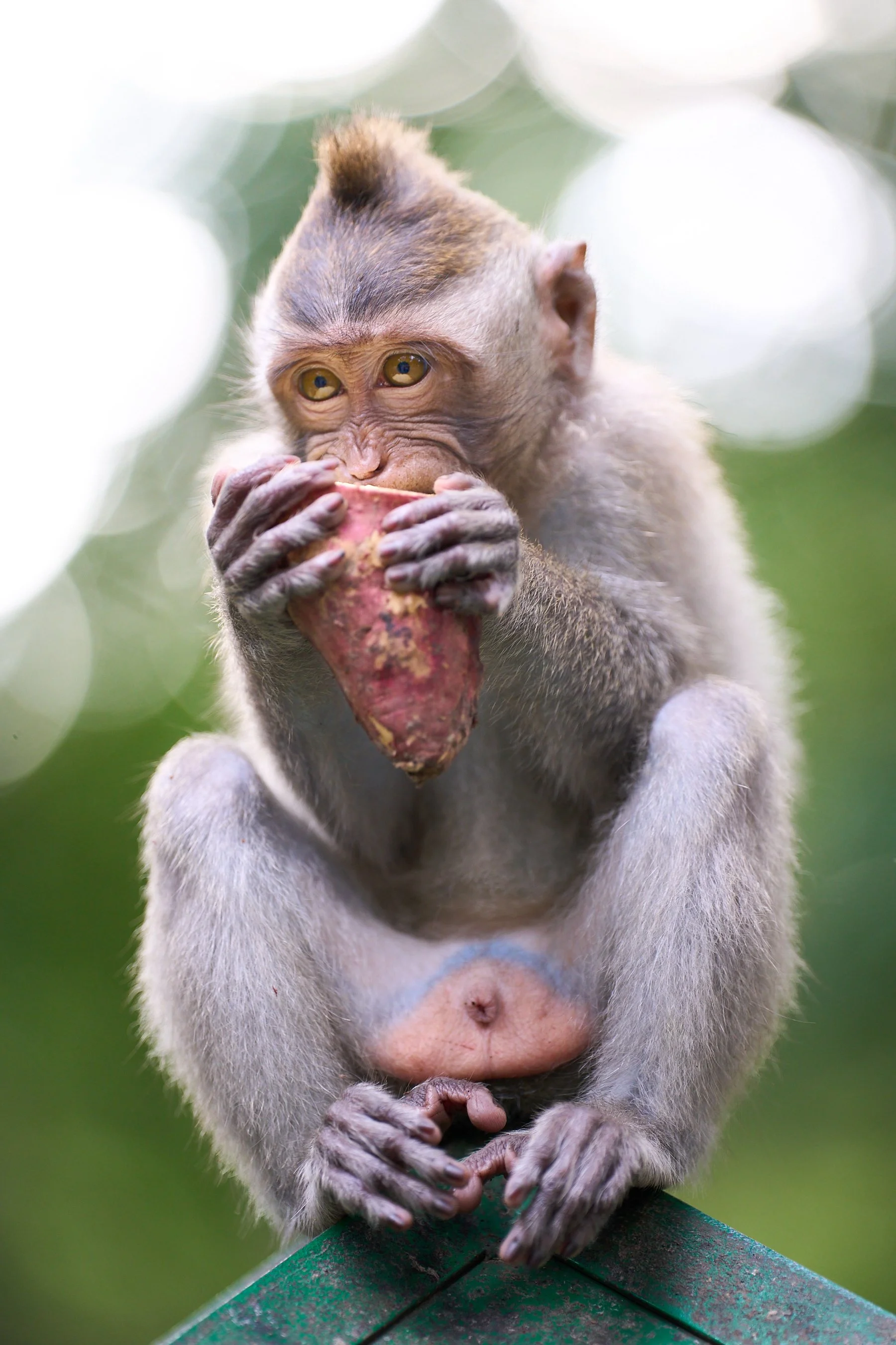 Monkey Eating Mask Update.jpg