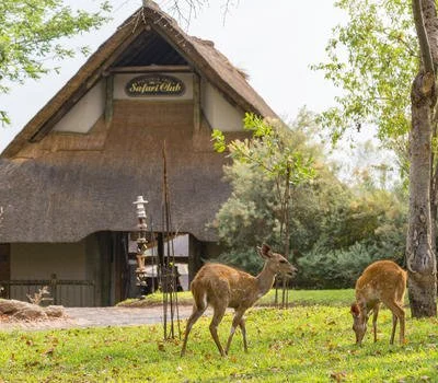 bushbuck_at_victoria_falls_safari_club_grounds.jpg