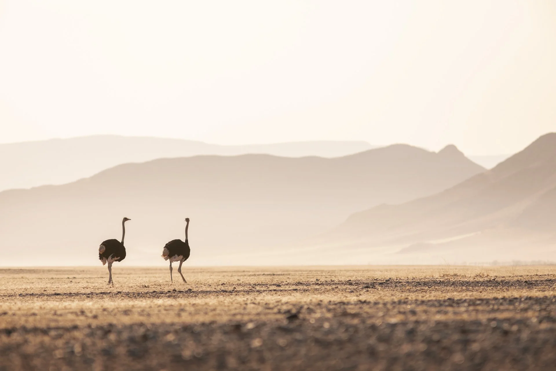 25_LITTLE_KULALA_GAME_DRIVE_0778.jpg