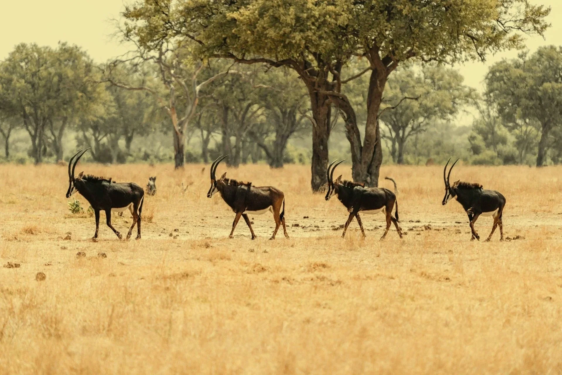 SIMBABWE-Safari Exklusive Safari Reise 