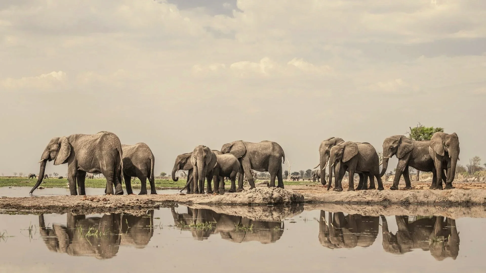 Mokete Camp /Mababe / Wildcrest Safari 