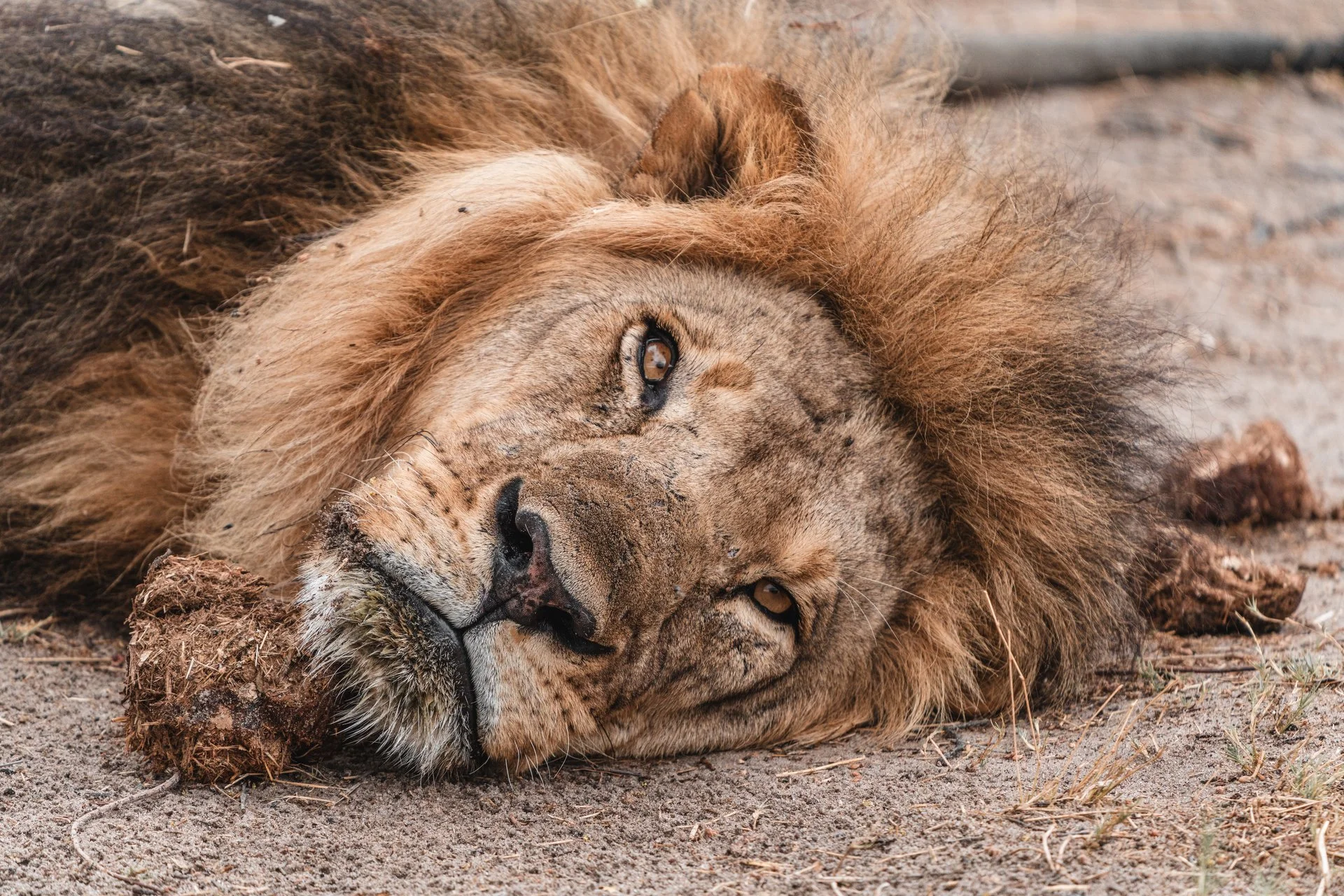 OLCO x Wilderness-400 (1).jpg