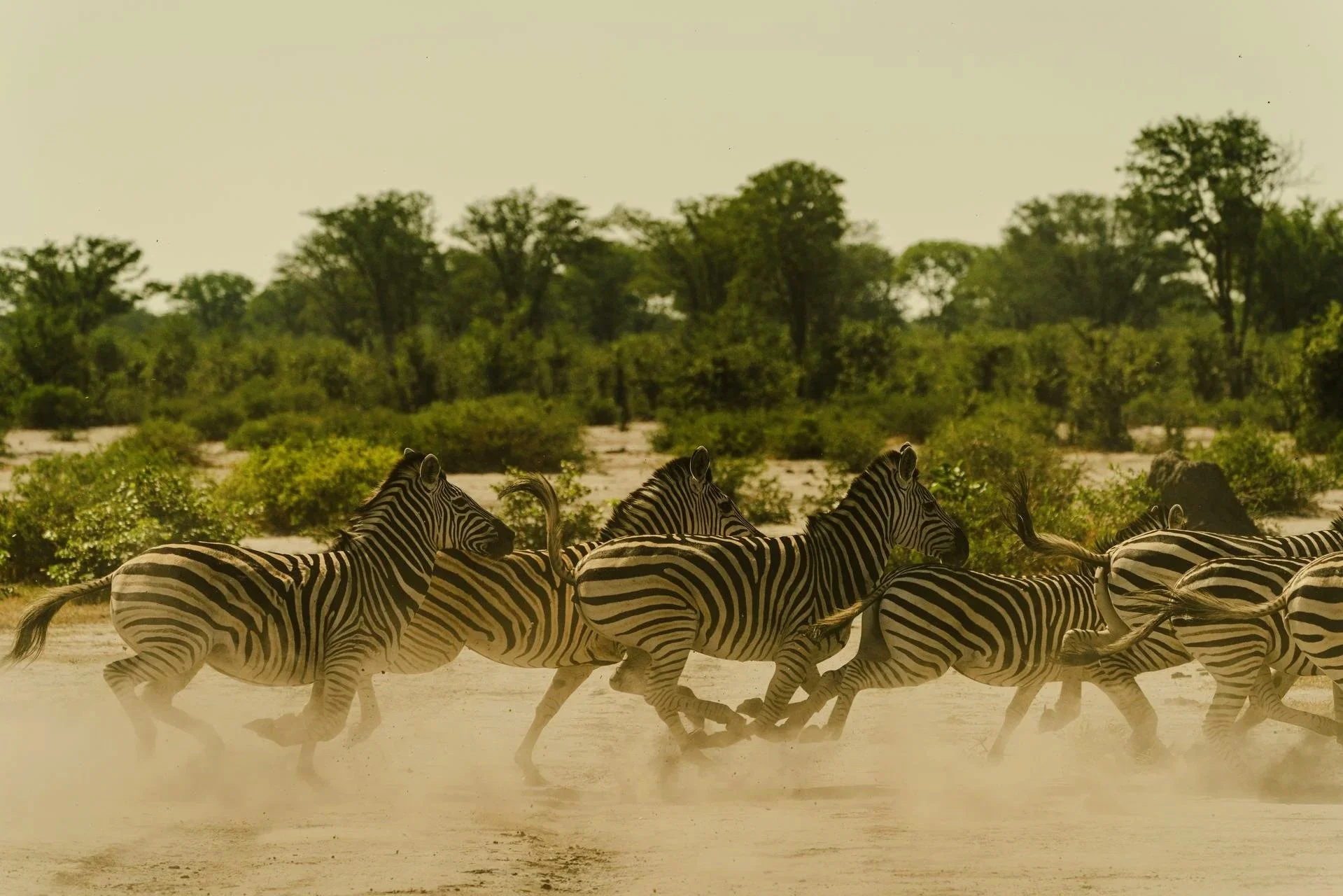 Mokete Camp /Mababe / Wildcrest Safari 