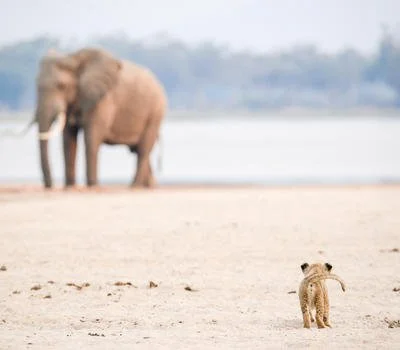 chikwenya_wildlife_2000px_-_kyle_and_ruth_67_of_80.jpg