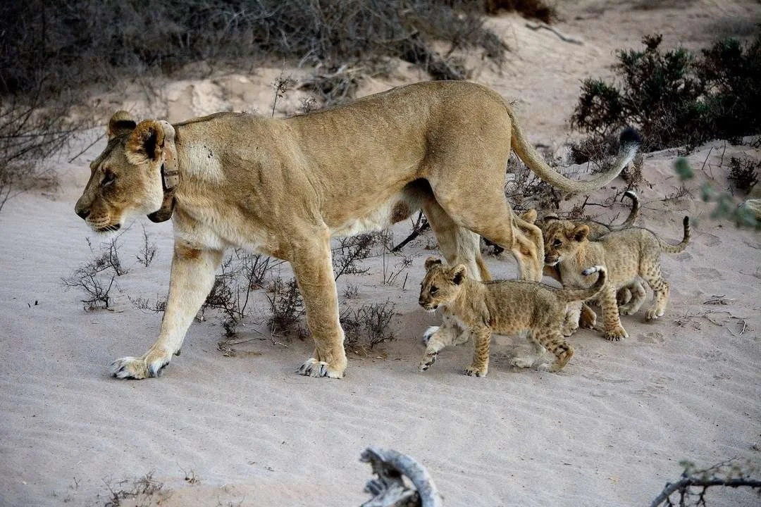original_dimensions_hoanib_lion__3_.jpeg