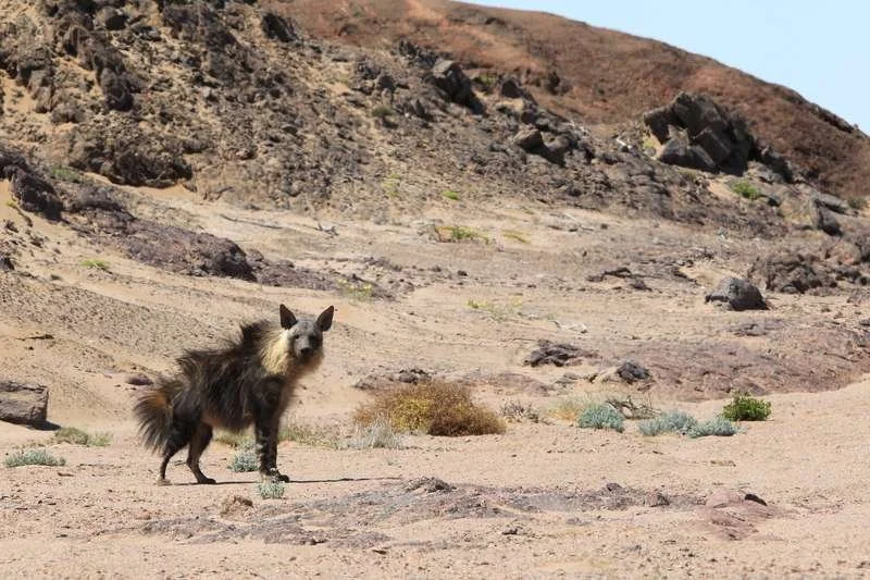 original_dimensions_brown_hyaena_2.jpeg