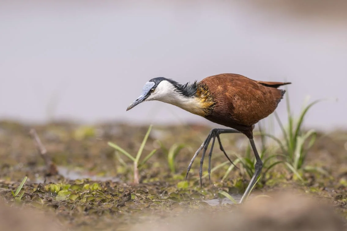 Mababe / Botswana/ Wildcrest Safari