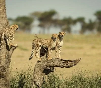 Safari in Afrika Serengeti mit Wildcrest Safari