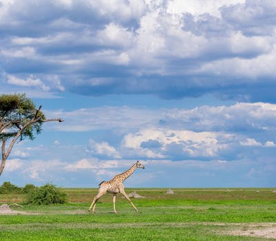 1751546064551_Giraffe,-Mokete,-Botswana-©.jfif