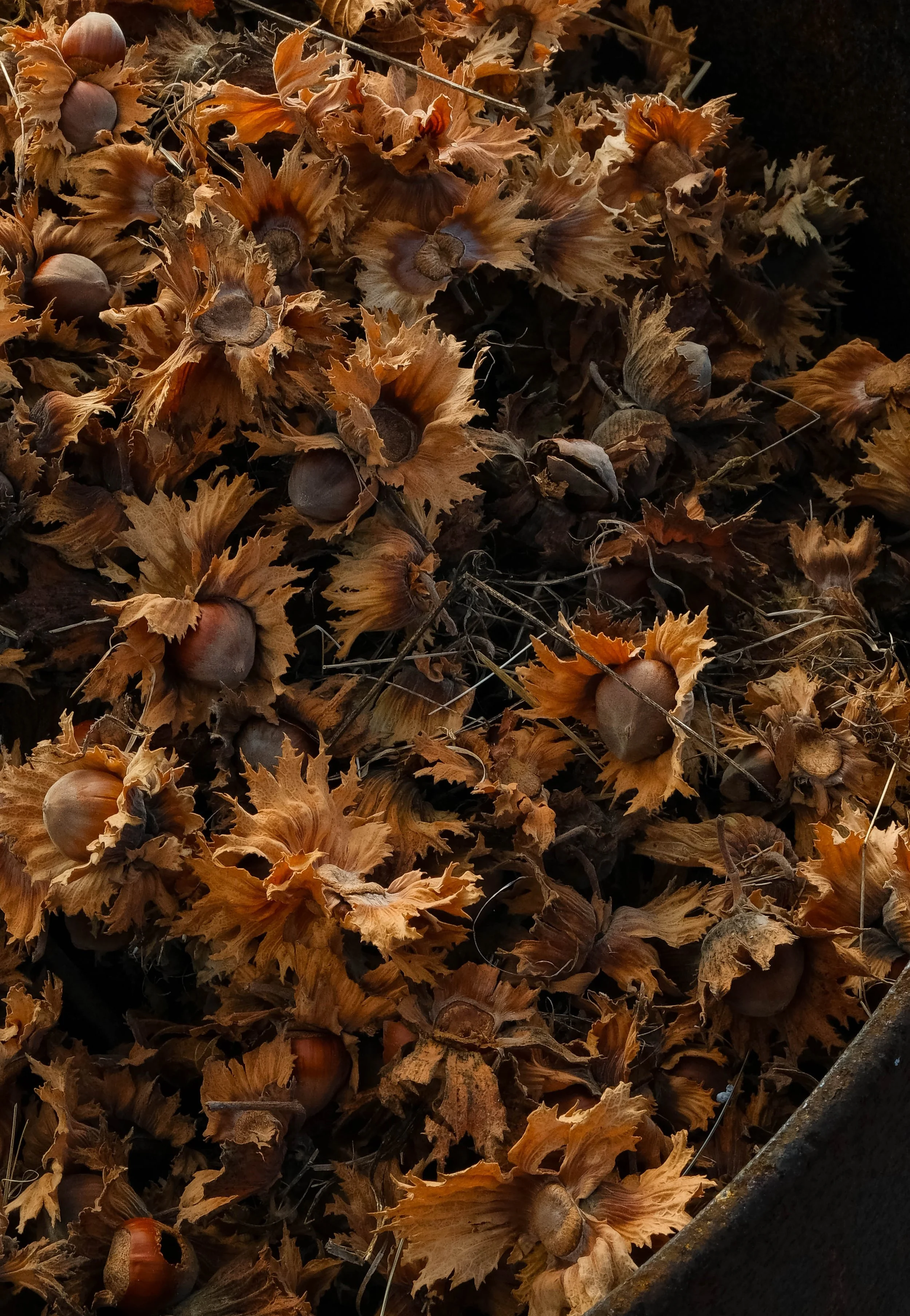 16092026-DSCF6422-4.jpg