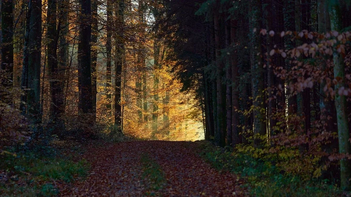 Psychotherapie in der Natur – wie der Außenraum den therapeutischen Prozess unterstützen kann