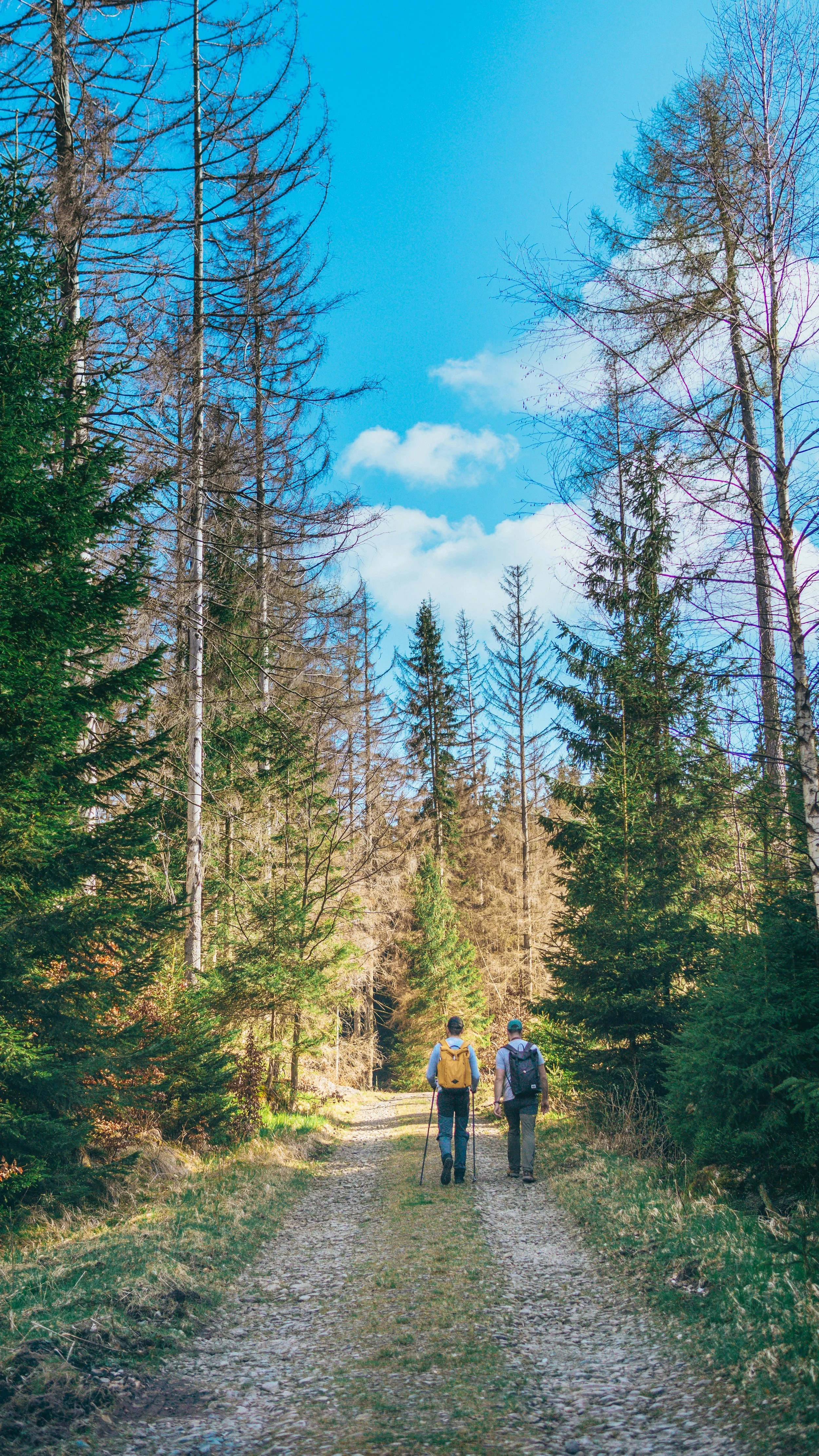 Zwei Menschen im Gespräch bei einem Spaziergang im Wald – Psychotherapie im Natursetting