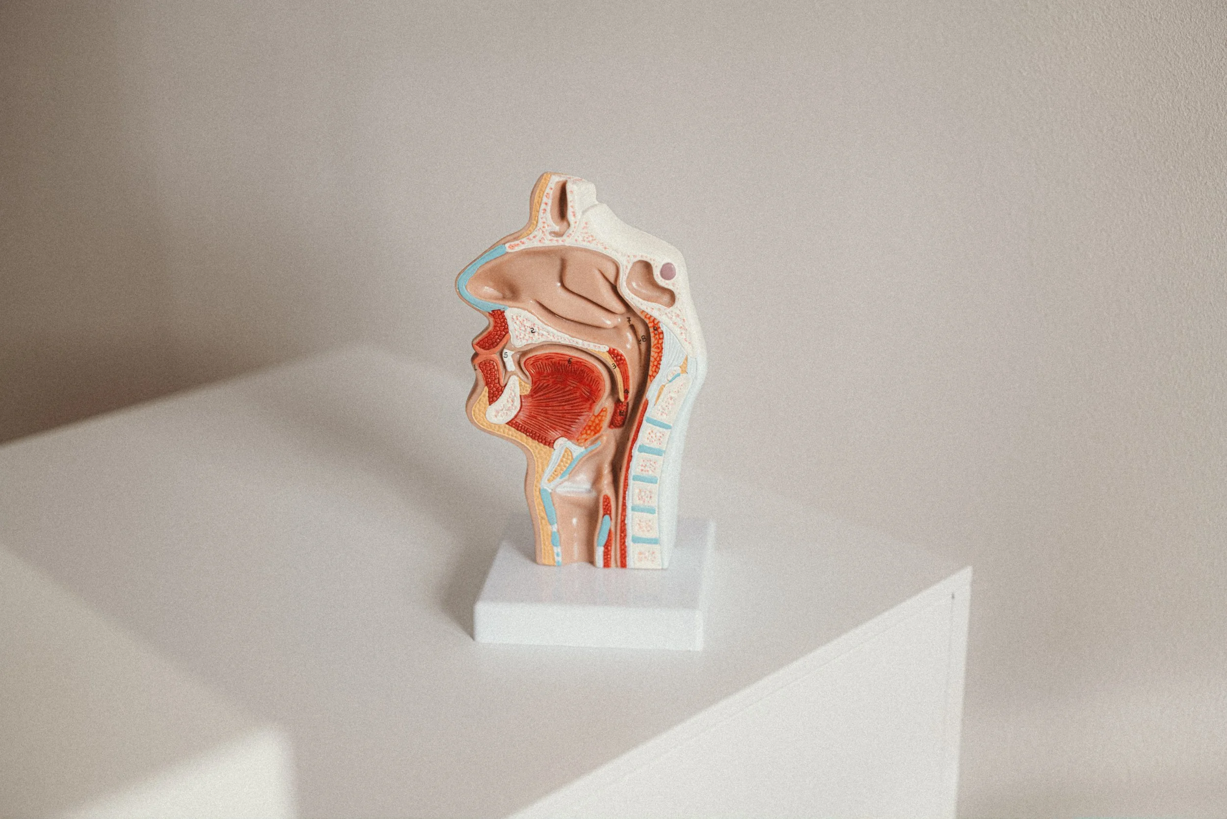 Ein anatomisches Modell auf einem weißen Sockel, zeigt die inneren Strukturen des Kopfes und der Nasen-Hals-Region.