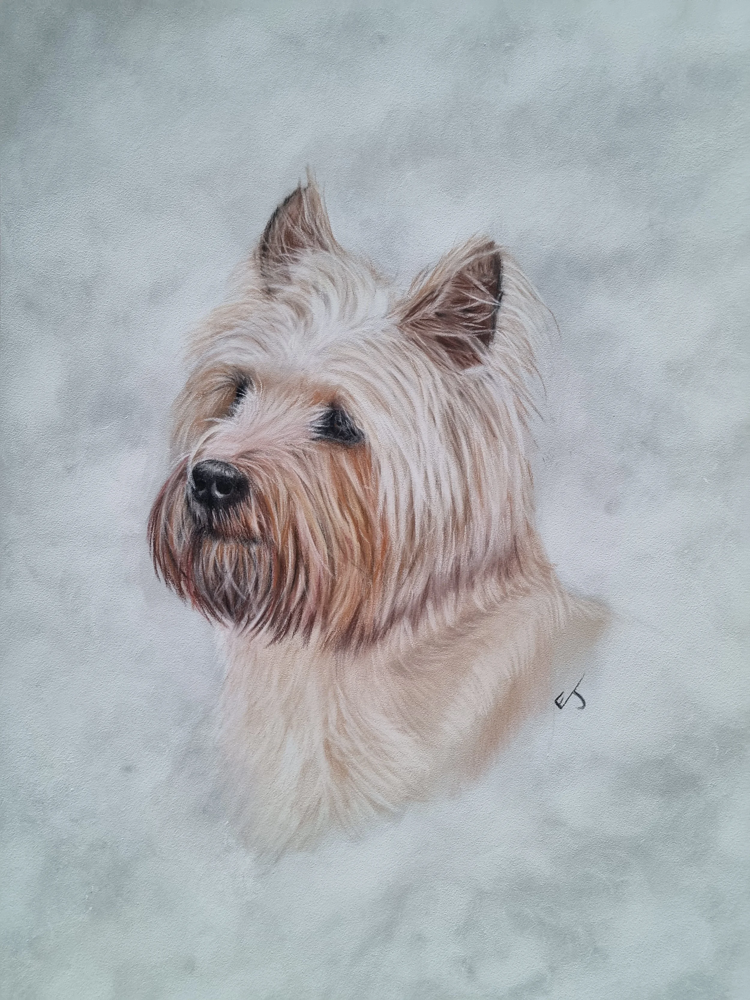Tribute Portraits: Honouring Pets That Crossed the Rainbow Bridge