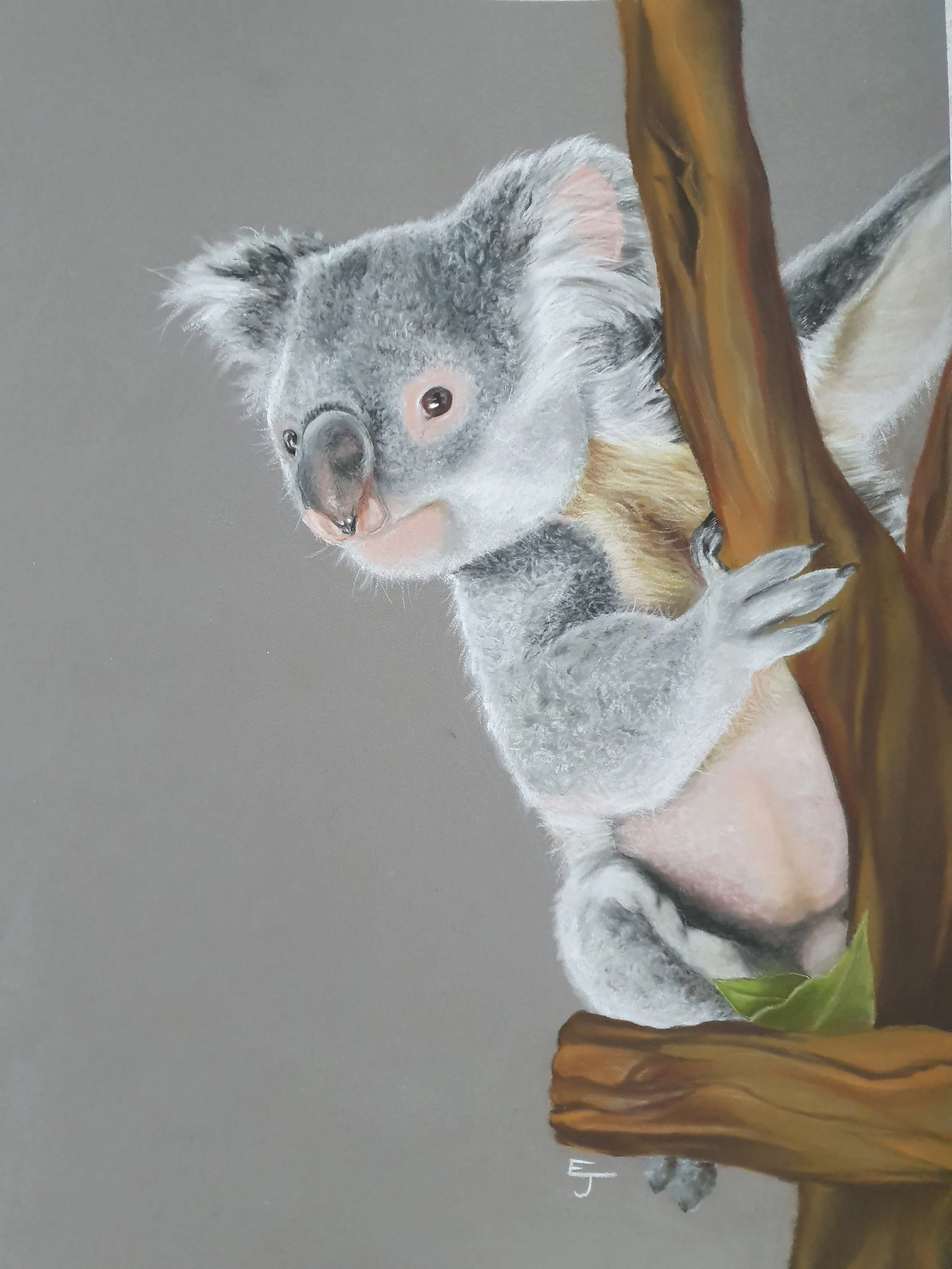 Painting of a baby koala clinging to a tree branch with its paw, looking towards the viewer.