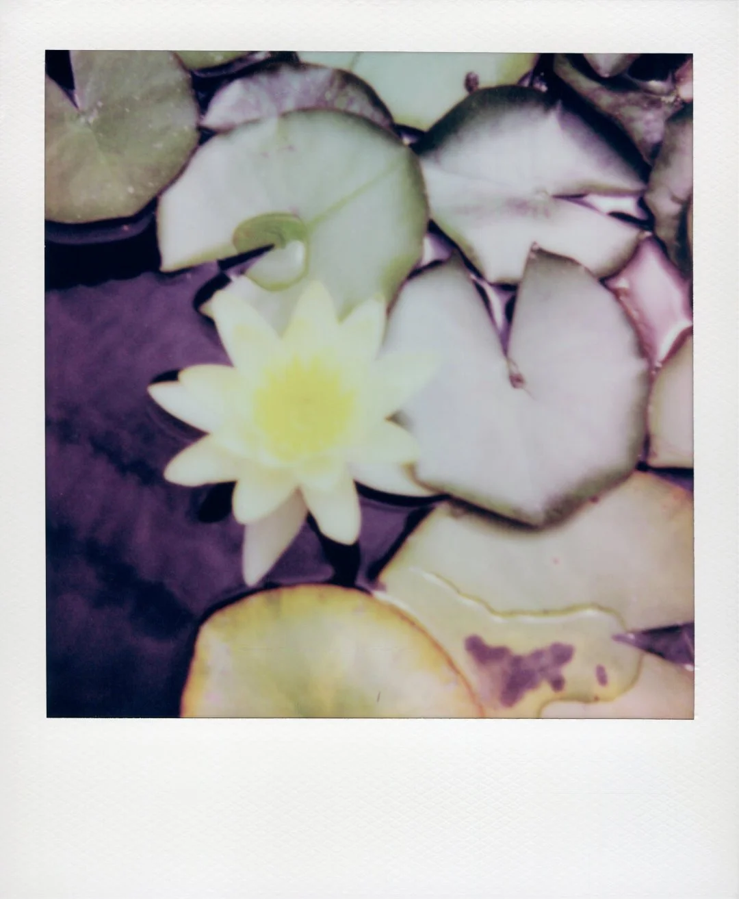 Hot botanical summer