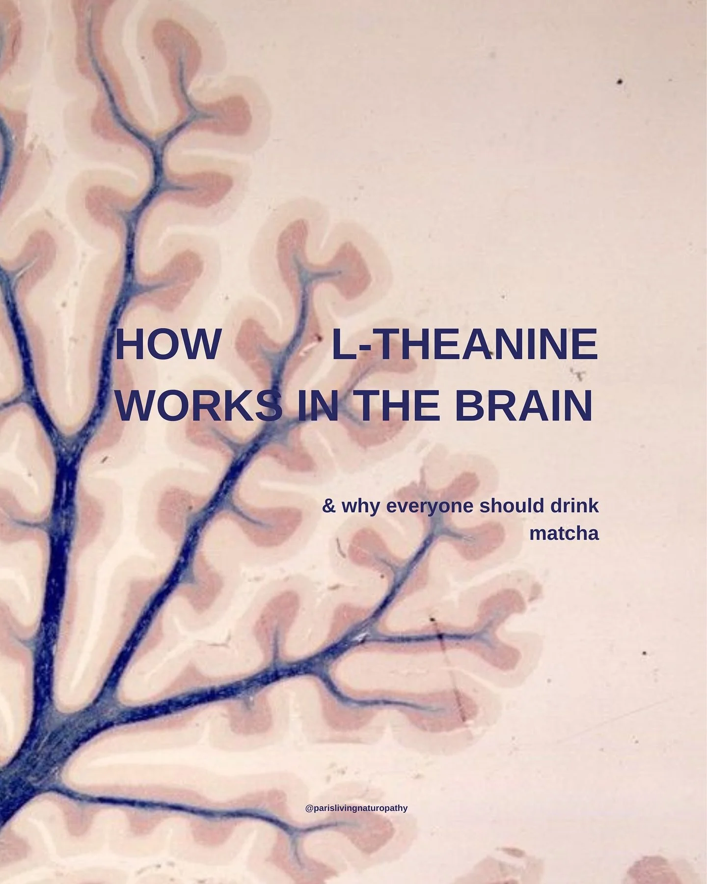 That&rsquo;s the magic of L-theanine &mdash; the amino acid in green tea + matcha that 

🍵Smooths out caffeine jitters

🍵Boosts focus + attention

🍵Lowers stress + anxiety

🍵Improves sleep quality

It&rsquo;s a non-protein amino acid that works b
