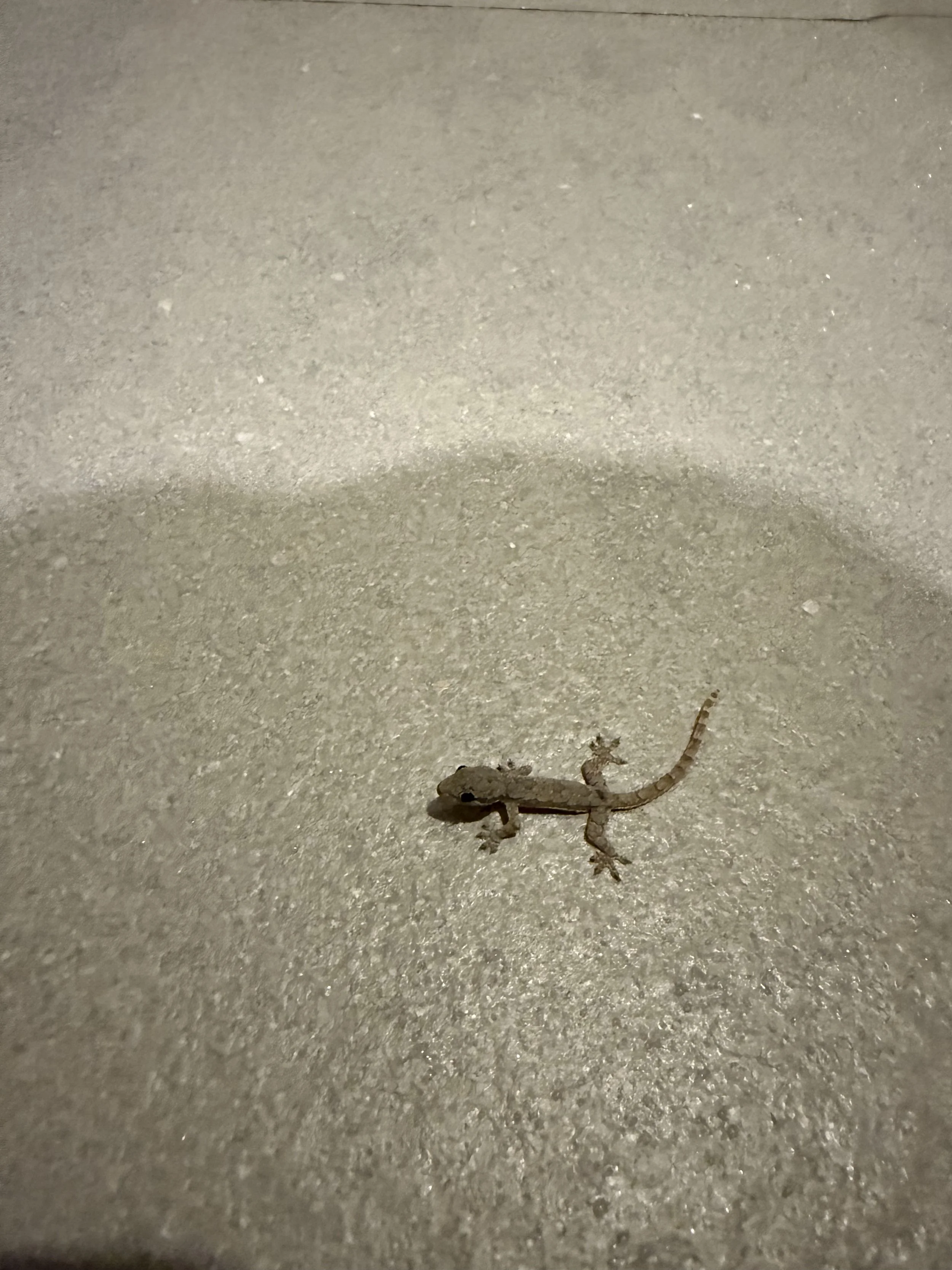 Small baby lizard on a textured light-colored surface.