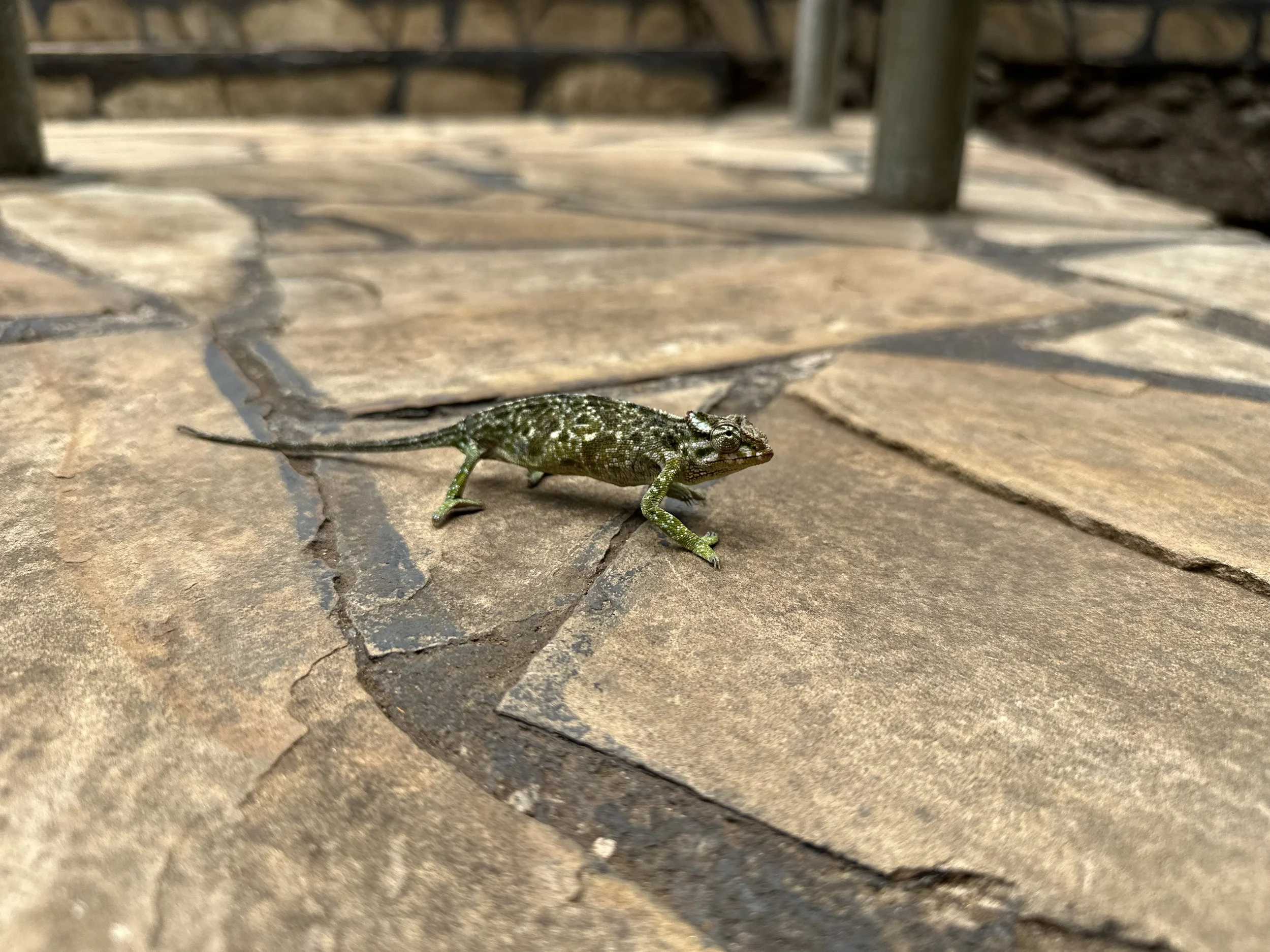 A small lizard with green and brown speckled skin on a stone pathway.