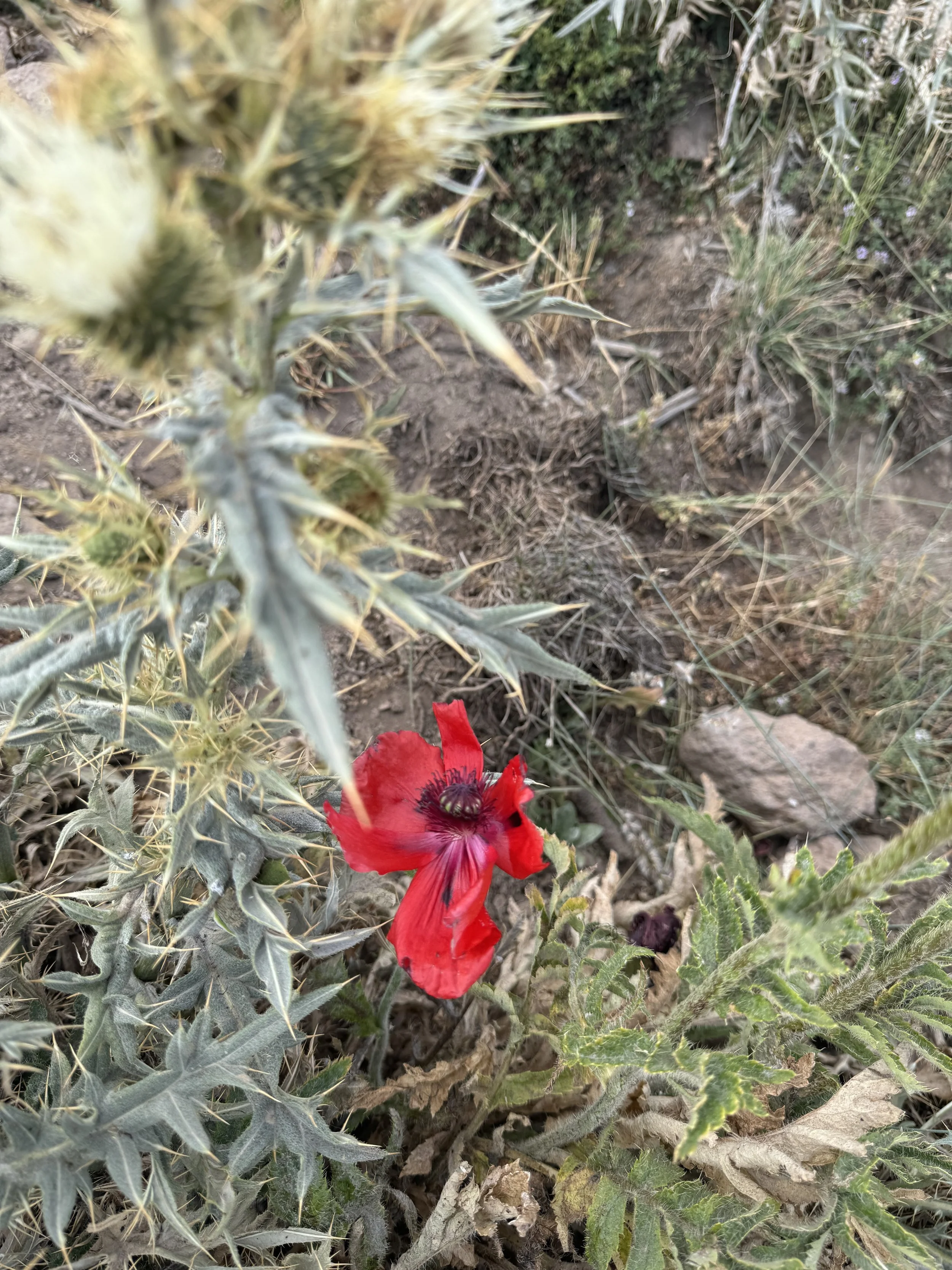 IMG_8444.jpeg