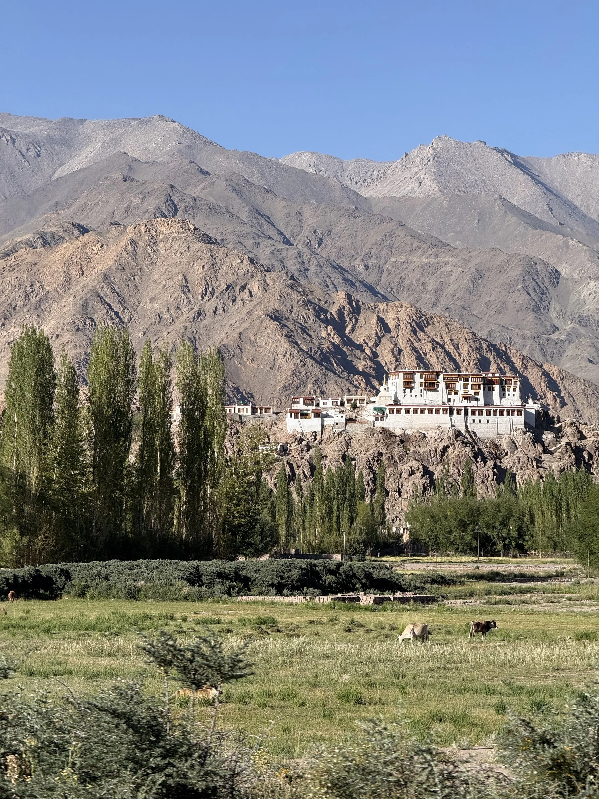 A mountain landscape with brown and gray rocky peaks, a white building complex on the hillside, green trees in the foreground, and a grassy field with grazing cows.