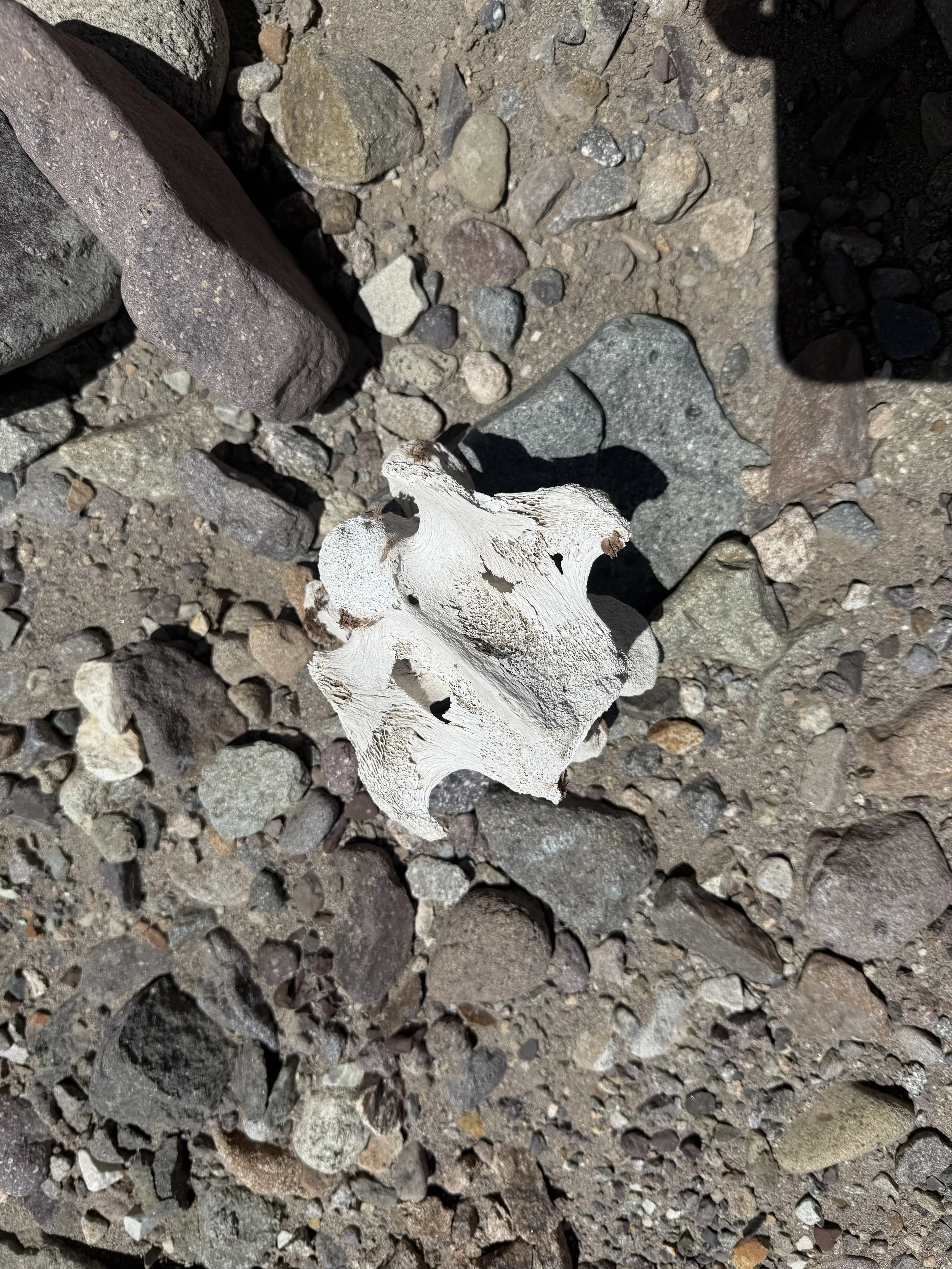 A piece of white driftwood or bone lying on rocky, gravelly ground.