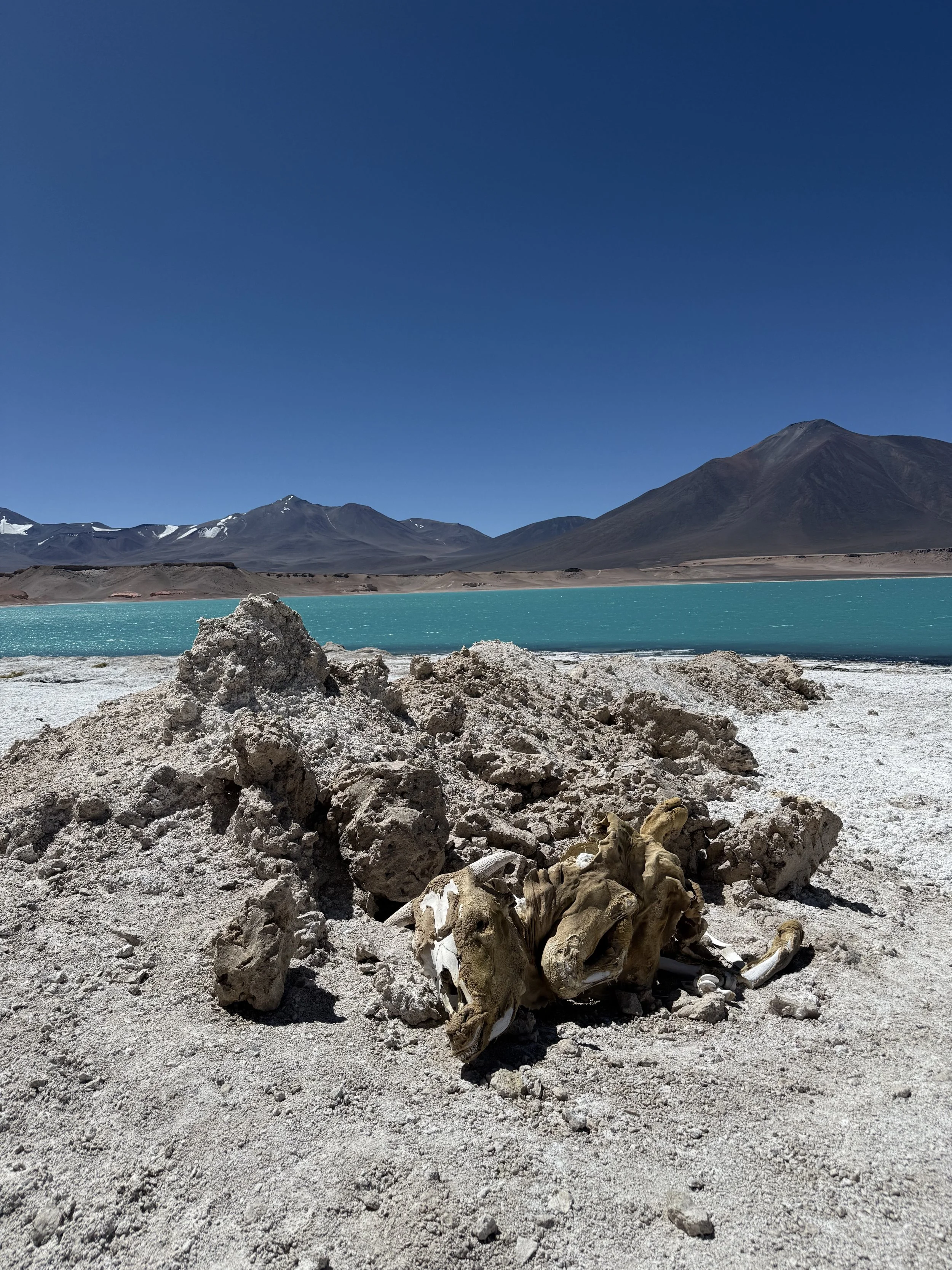 A skull partially buried in white sands on a desert landscape with turquoise lake and snow-capped mountains under a clear blue sky.