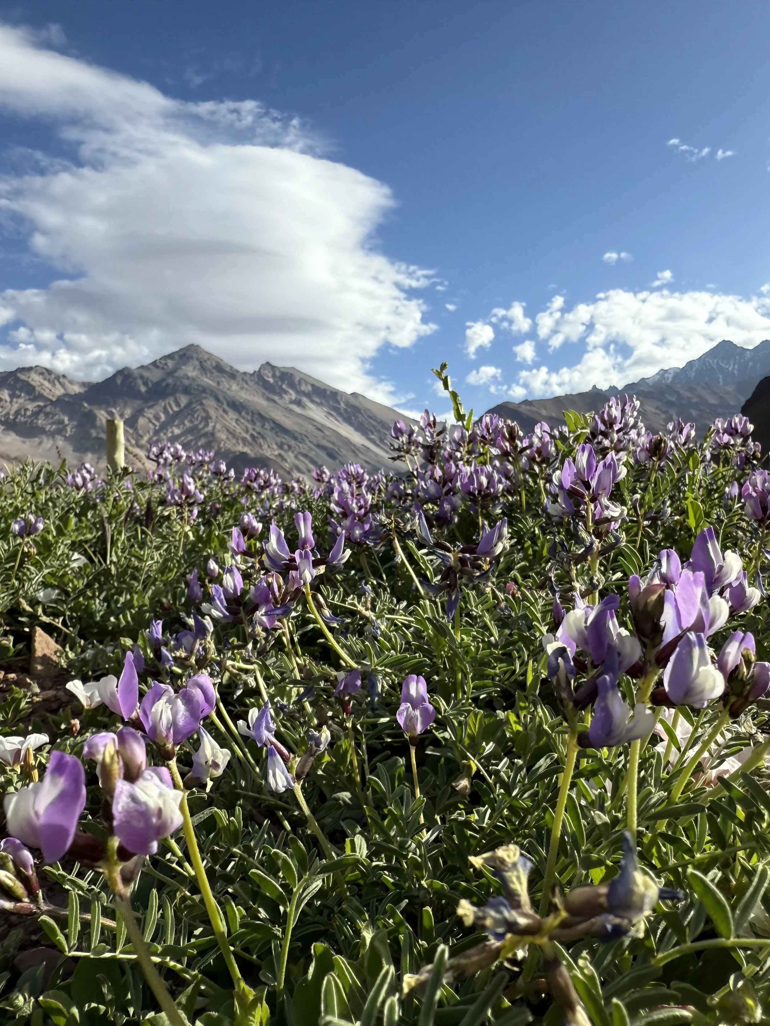 A field of purple wildflowers with snow-capped mountains in the background under a blue sky with clouds.