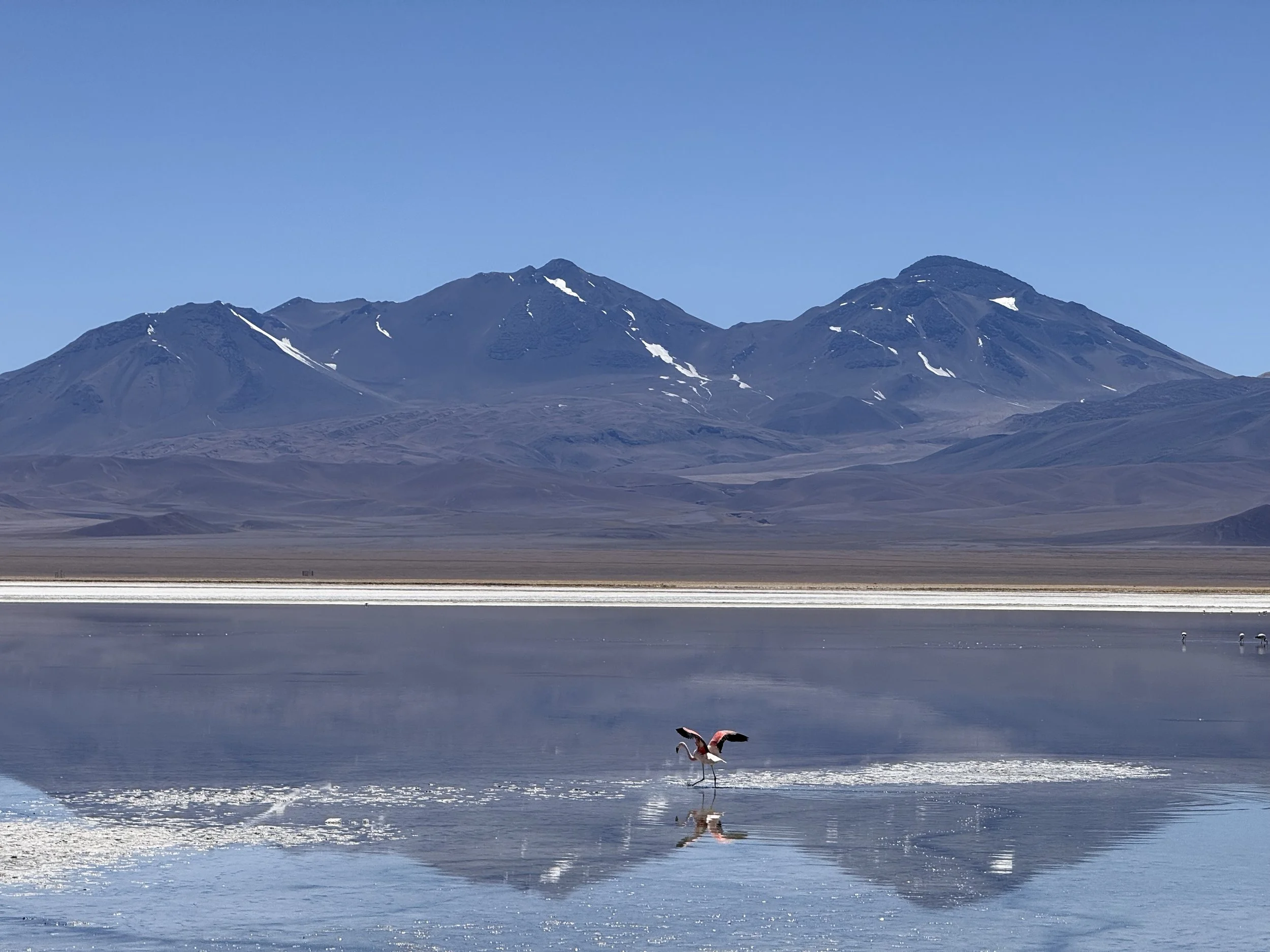 A lake with a flamingo standing in shallow water, mountain range with snow patches in the background, and clear blue sky.
