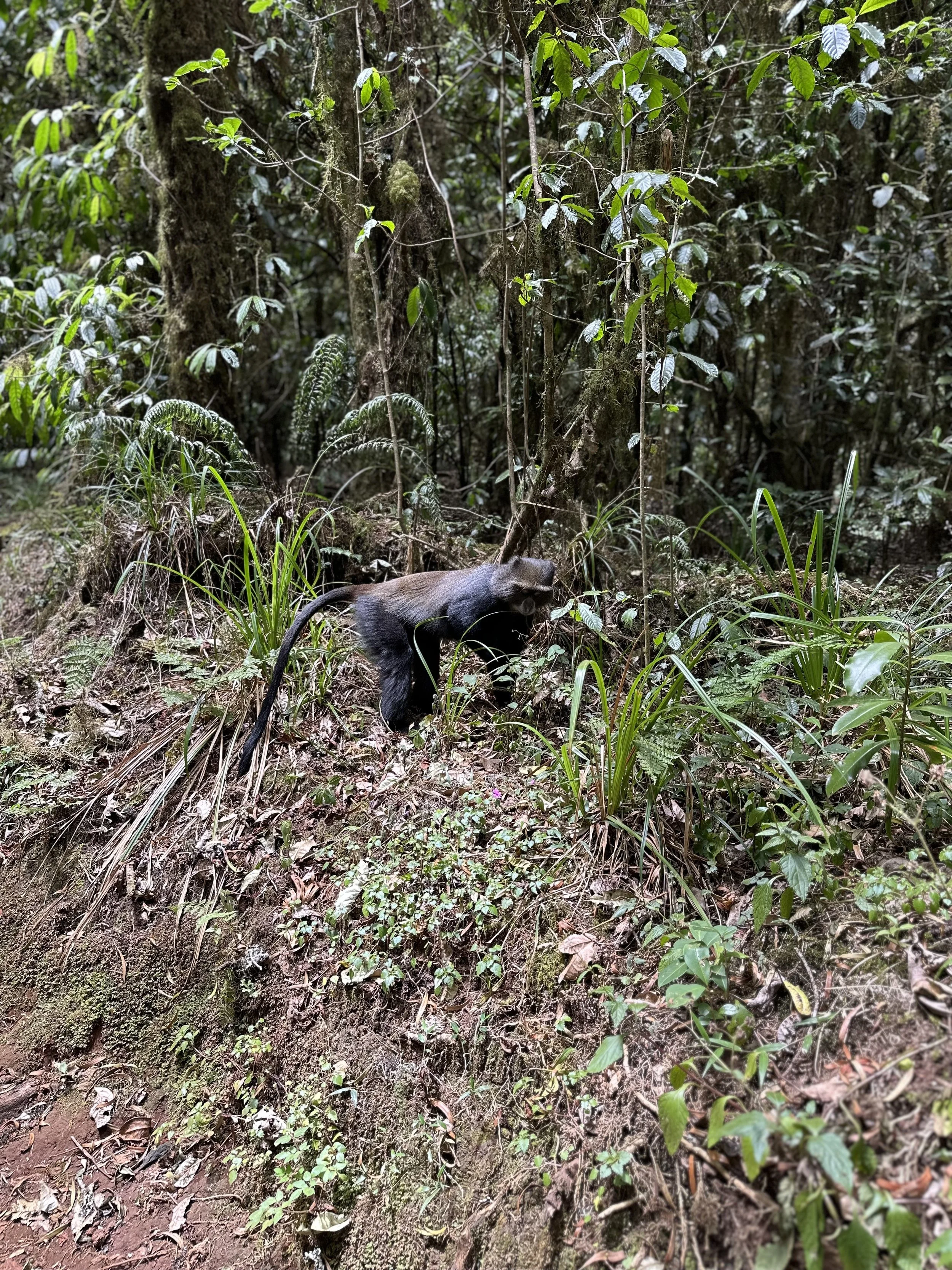 A black howler monkey in a dense jungle, surrounded by green plants and moss-covered trees.