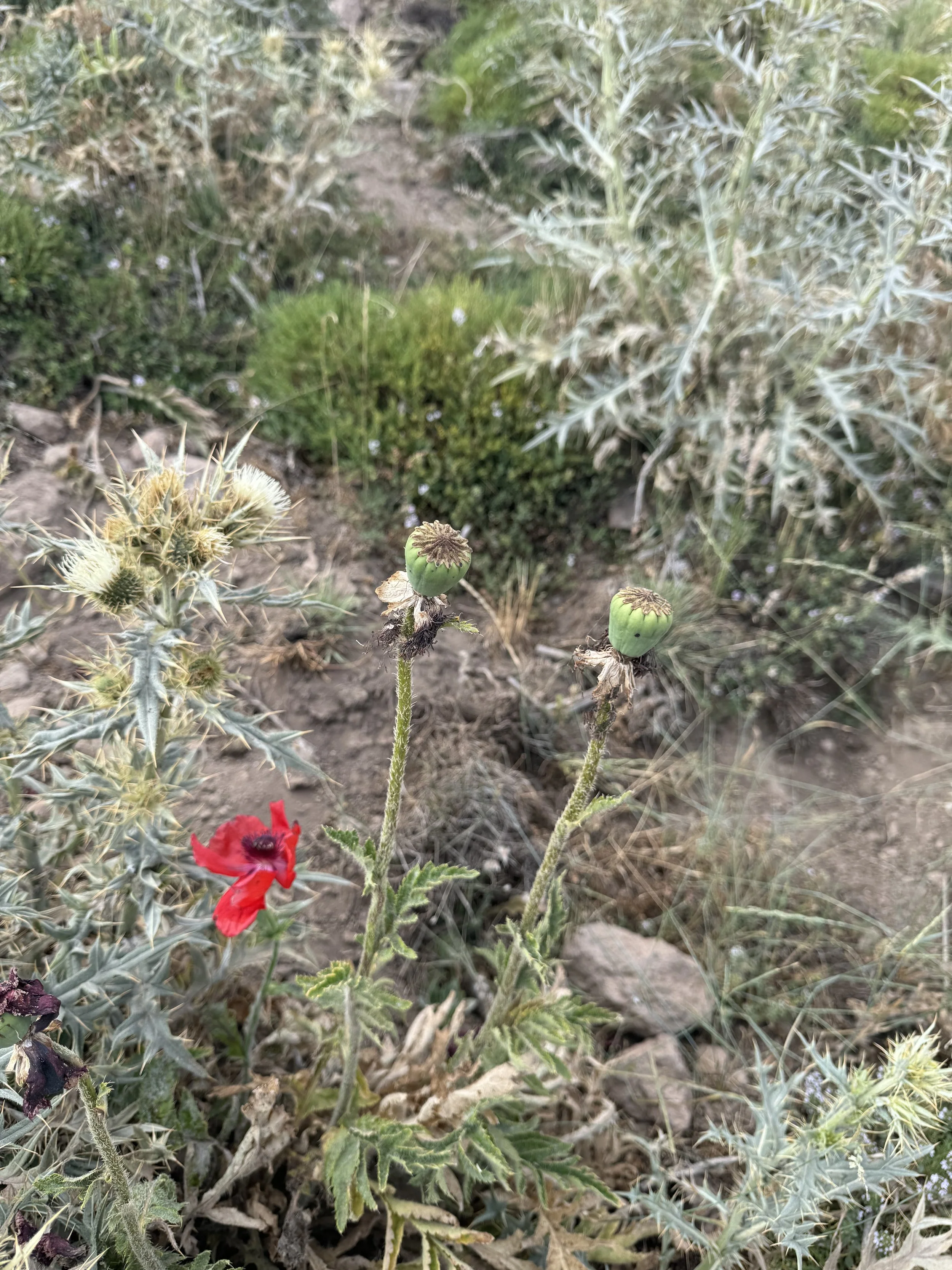 Close-up of wildflowers with green seed pods, a red flower, and various desert plants and shrubs.