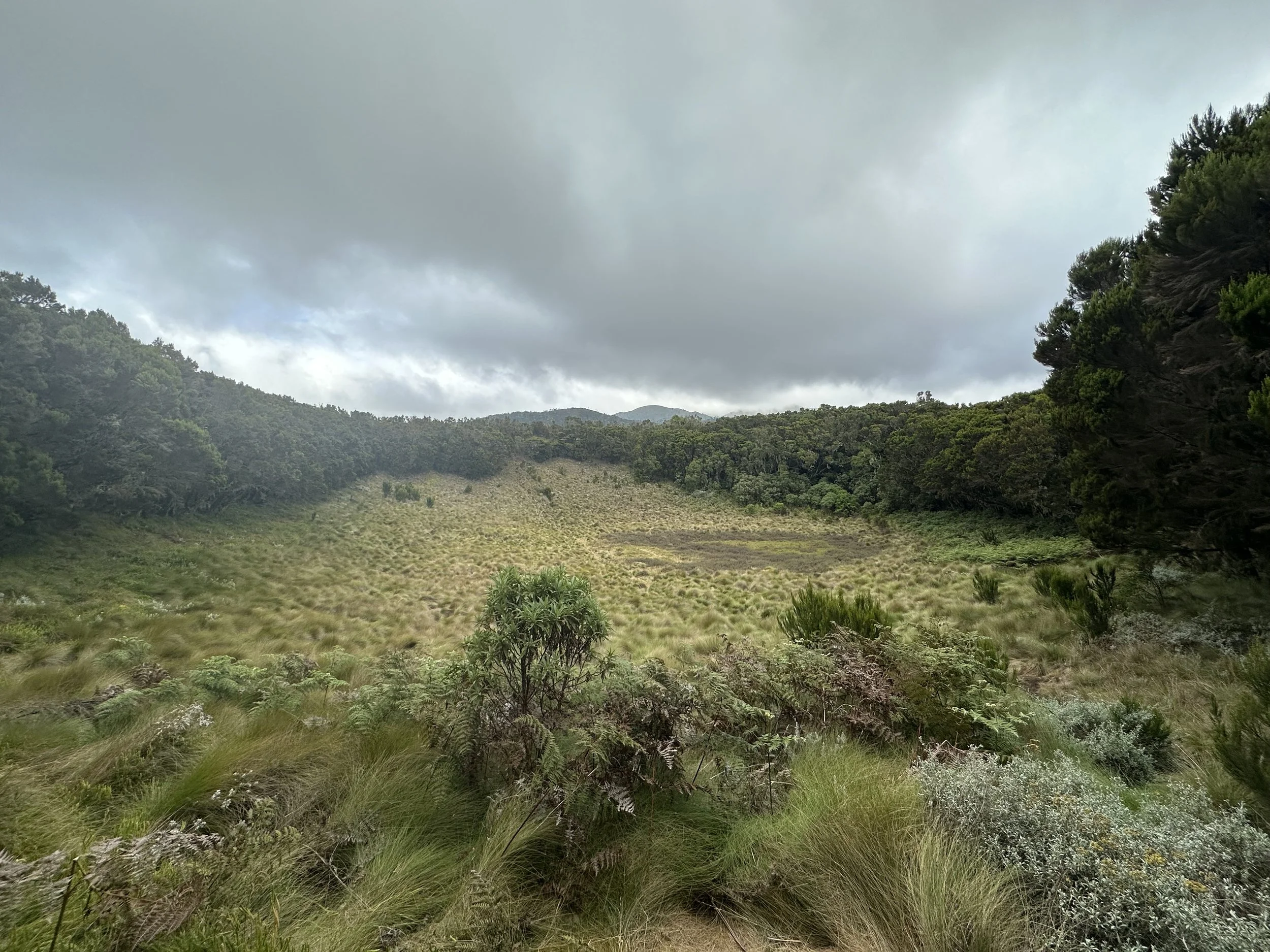 A lush green valley with tall grass, bushes, and trees, surrounded by forested hills under a cloudy sky.