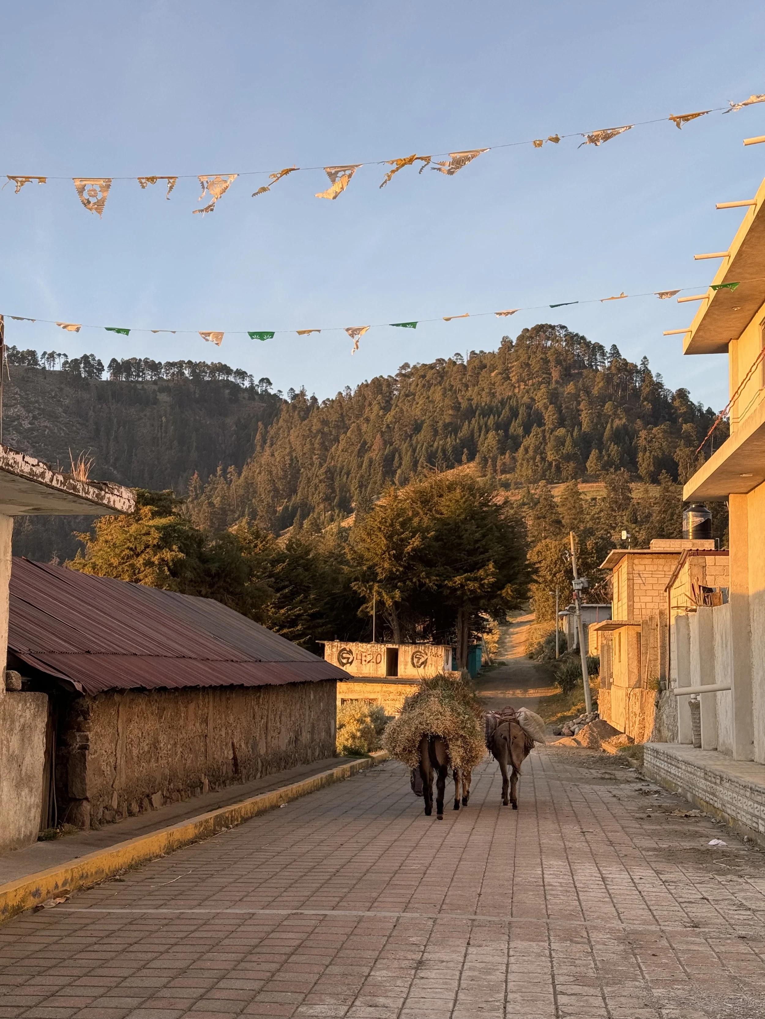 Two donkeys walking down a paved street in a rural village, with mountains in the background and colorful flags hanging overhead during sunset.