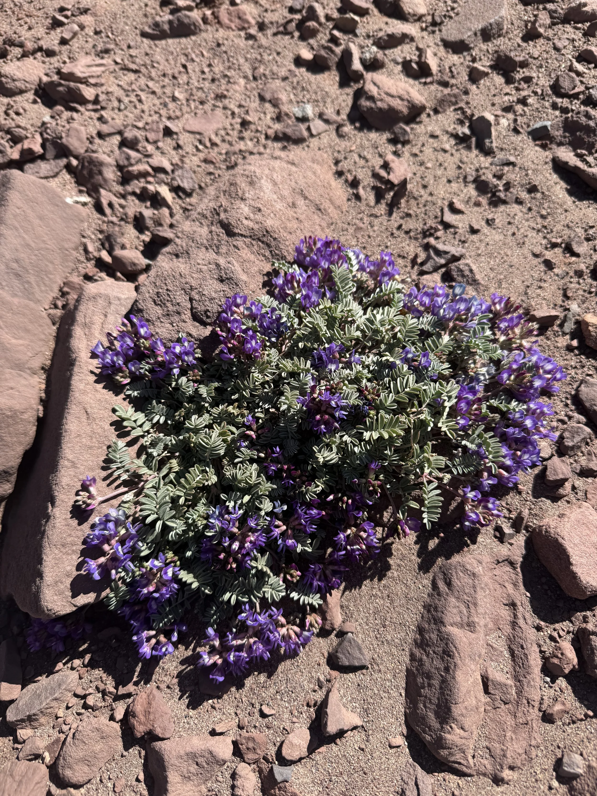 Purple flowering plant with green, white-striped leaves growing among rocks and dry soil in a desert landscape.