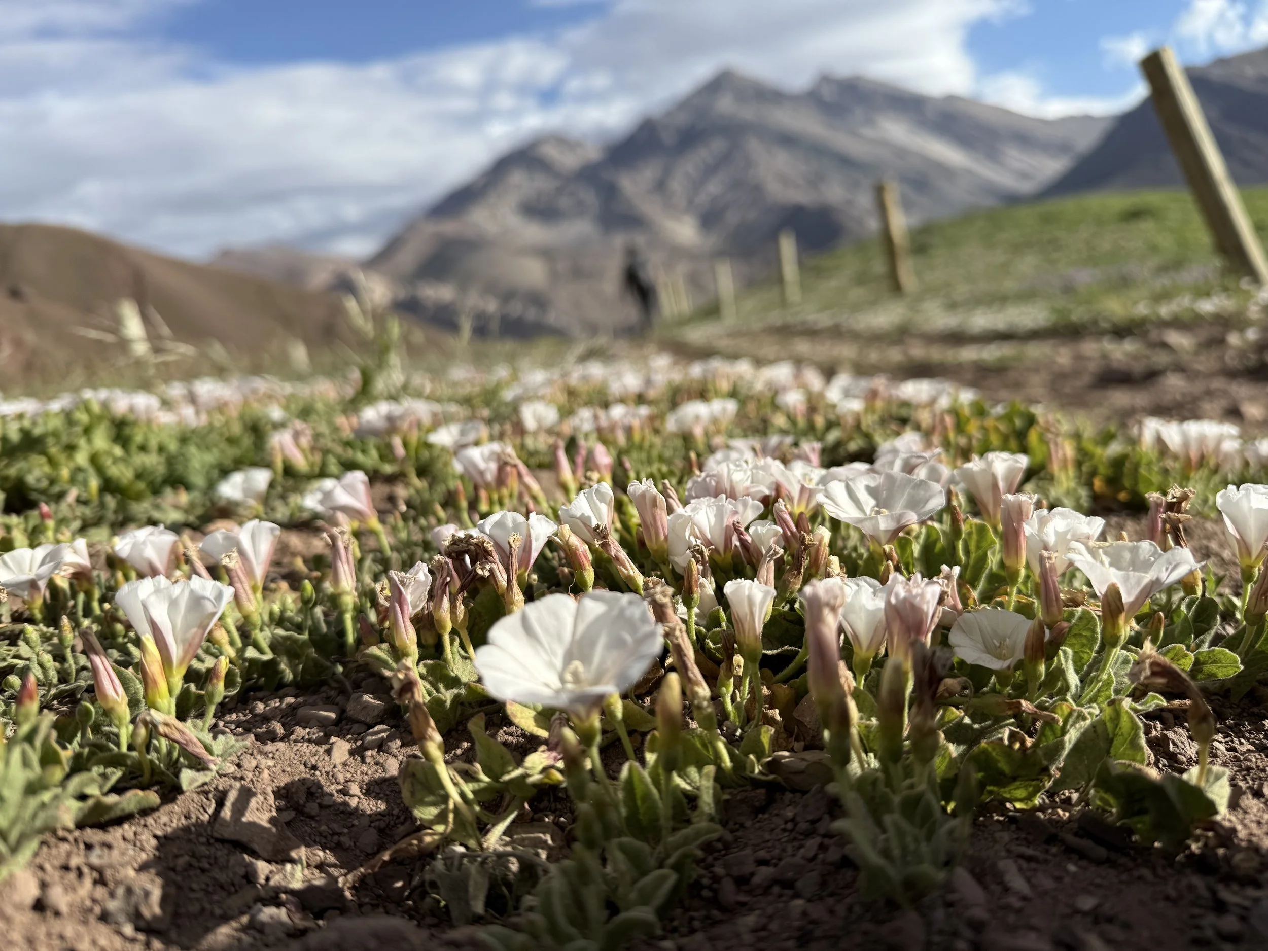Close-up of white and pink flowers growing on the ground in a mountainous landscape with a dirt path and a fence, under partly cloudy skies.