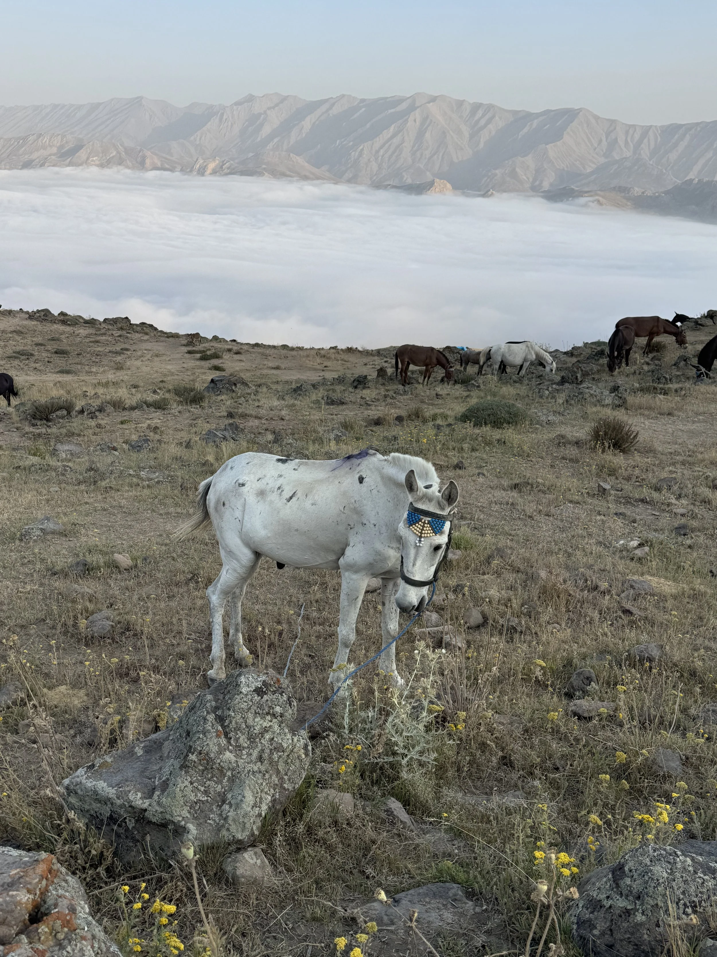 A white horse wearing a decorative face mask stands on a rocky, grassy hillside with other horses grazing in the background. Mountainous terrain and a layer of clouds are visible in the distance.