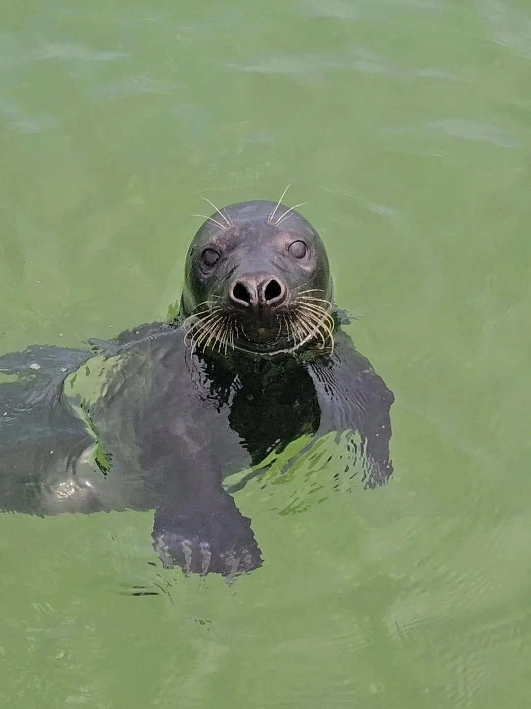 Gray Seals vs. Harbor Seals: How to Tell the Difference in Wellfleet Harbor