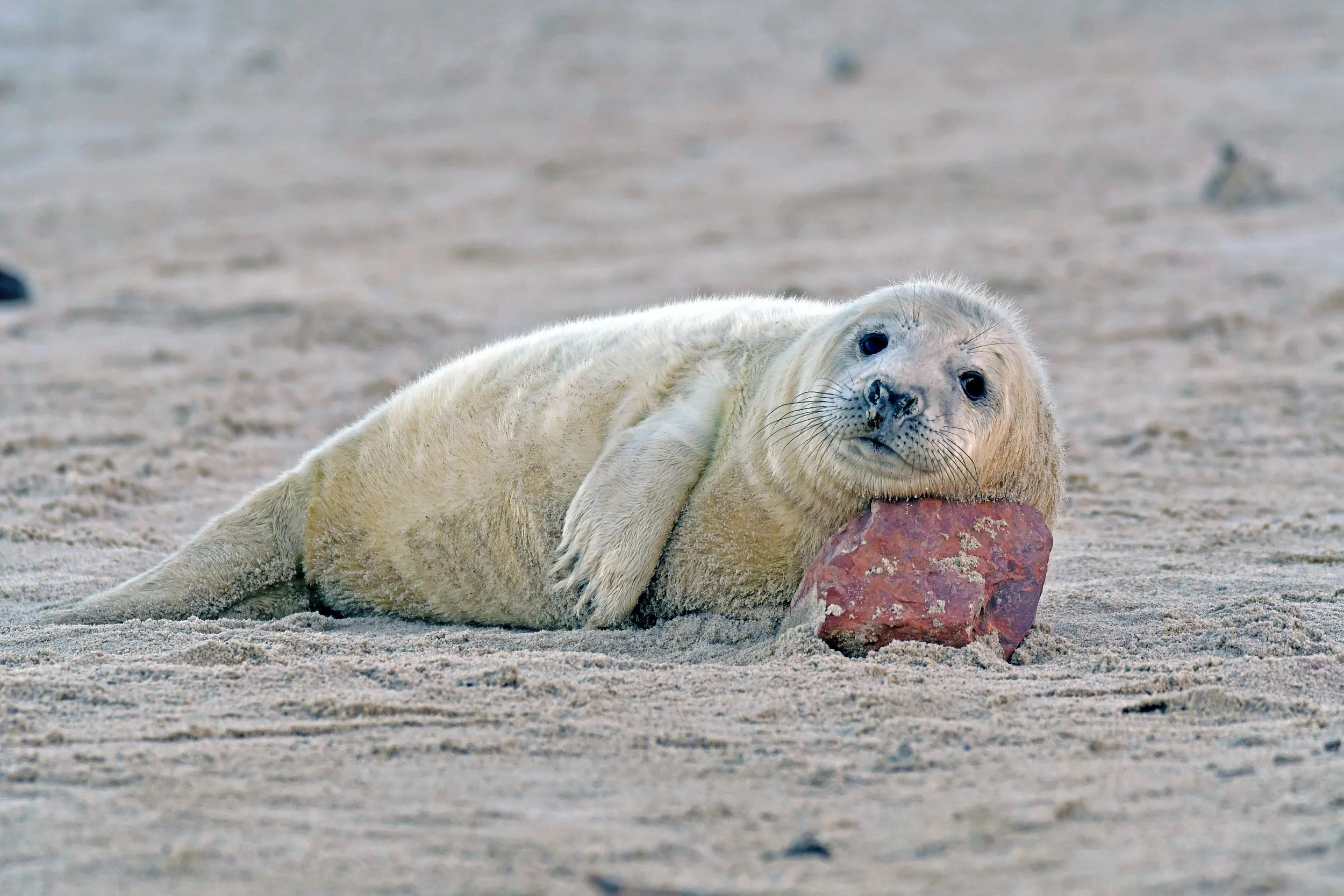 A young grey seal lying on sandy beach, resting its head on a large reddish rock, with the ocean and blurred seabirds in the background.