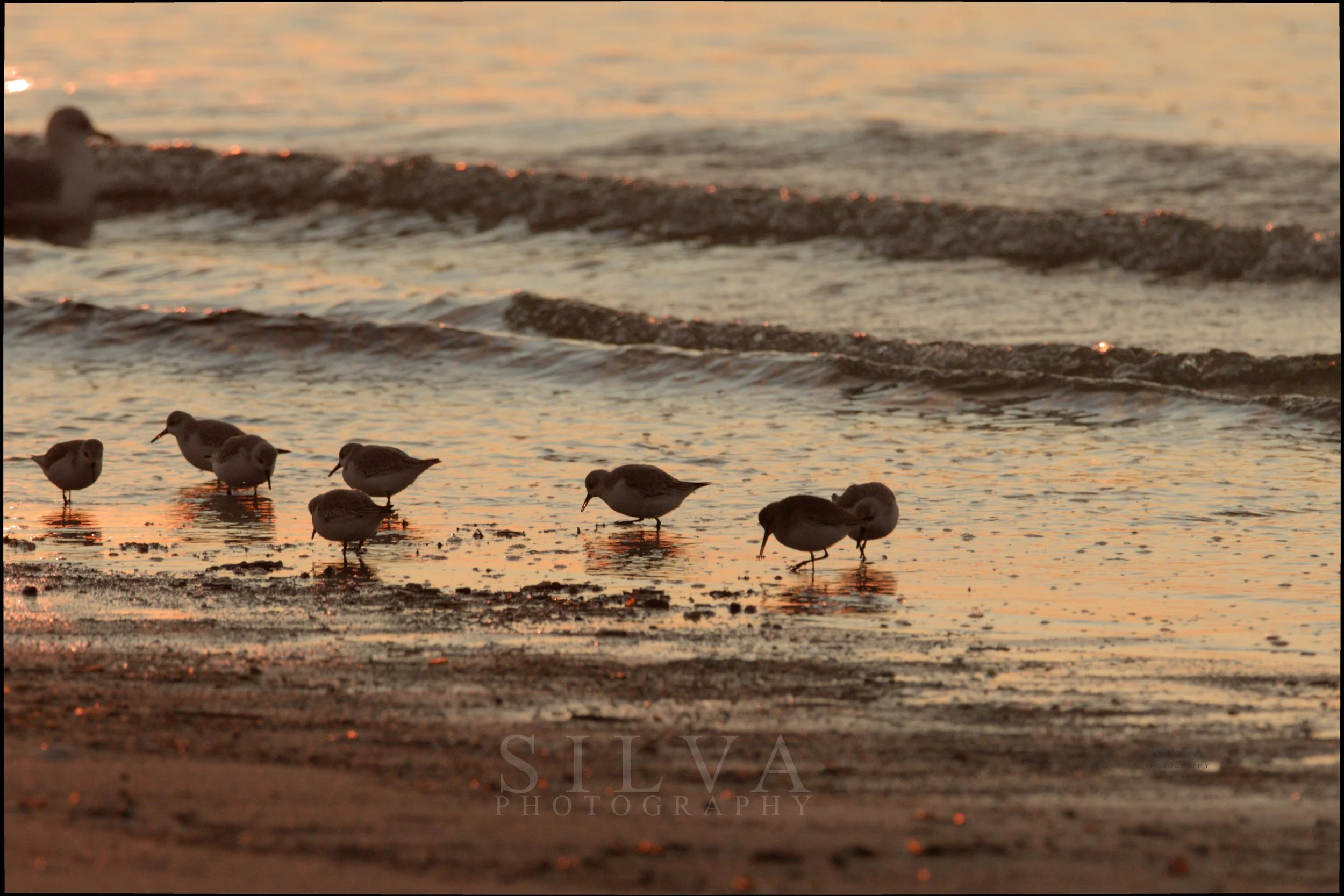 Dunlins at Jeremy Point, at Sunset