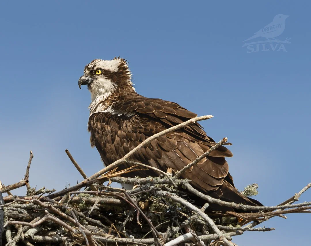 Osprey in Wellfleet Harbor: What We See from the Water